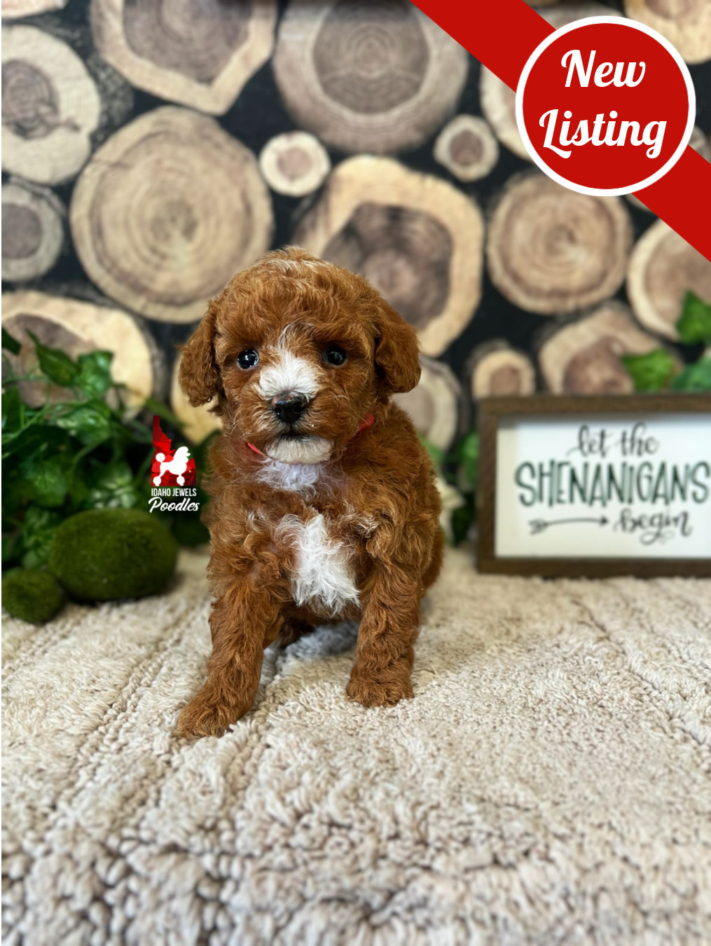 Rosy, Red w/ White Markings Toy Poodle Girl ~ Breeder