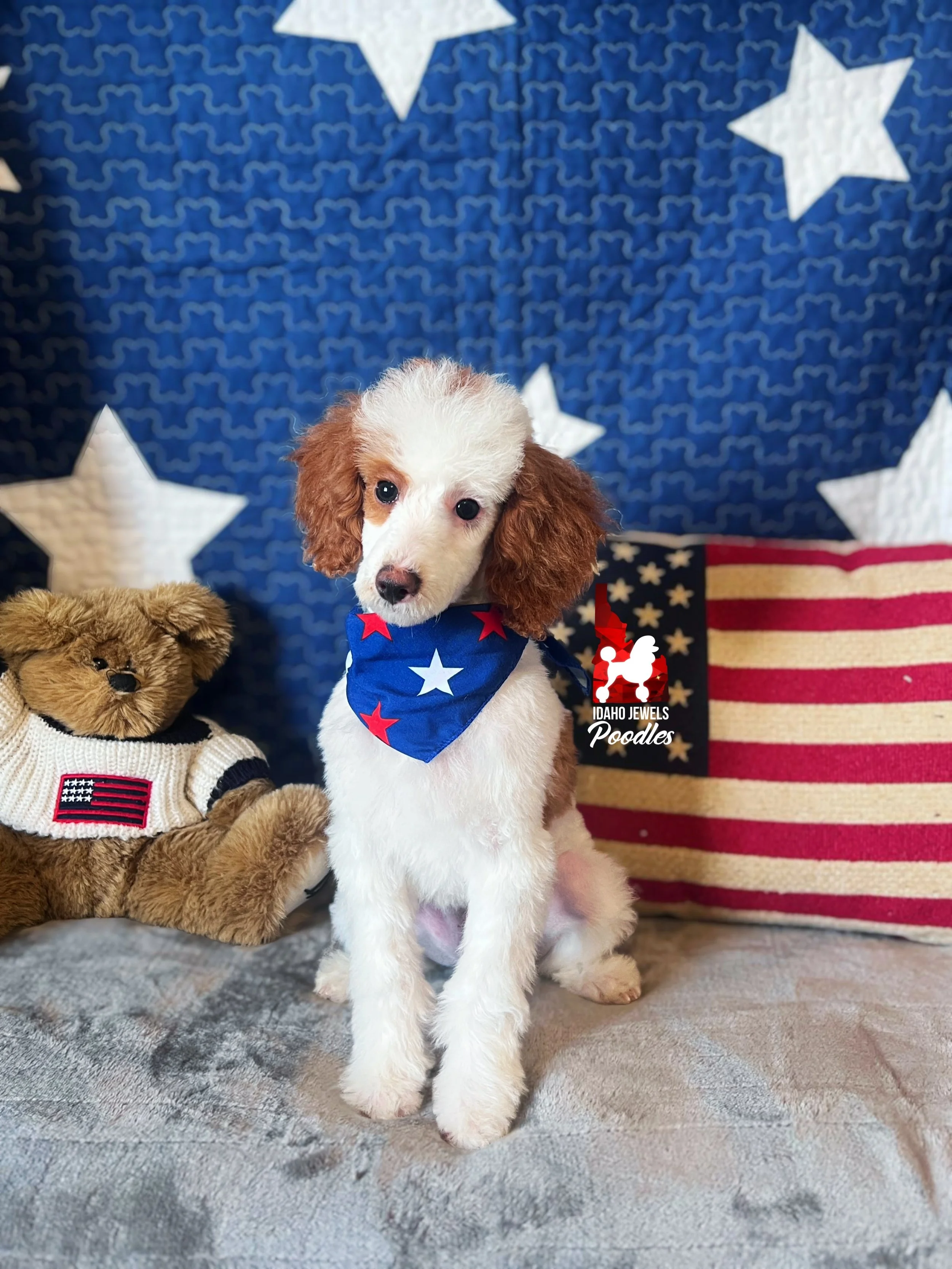 Mushu, Red Parti Mini Poodle Boy~ Pet