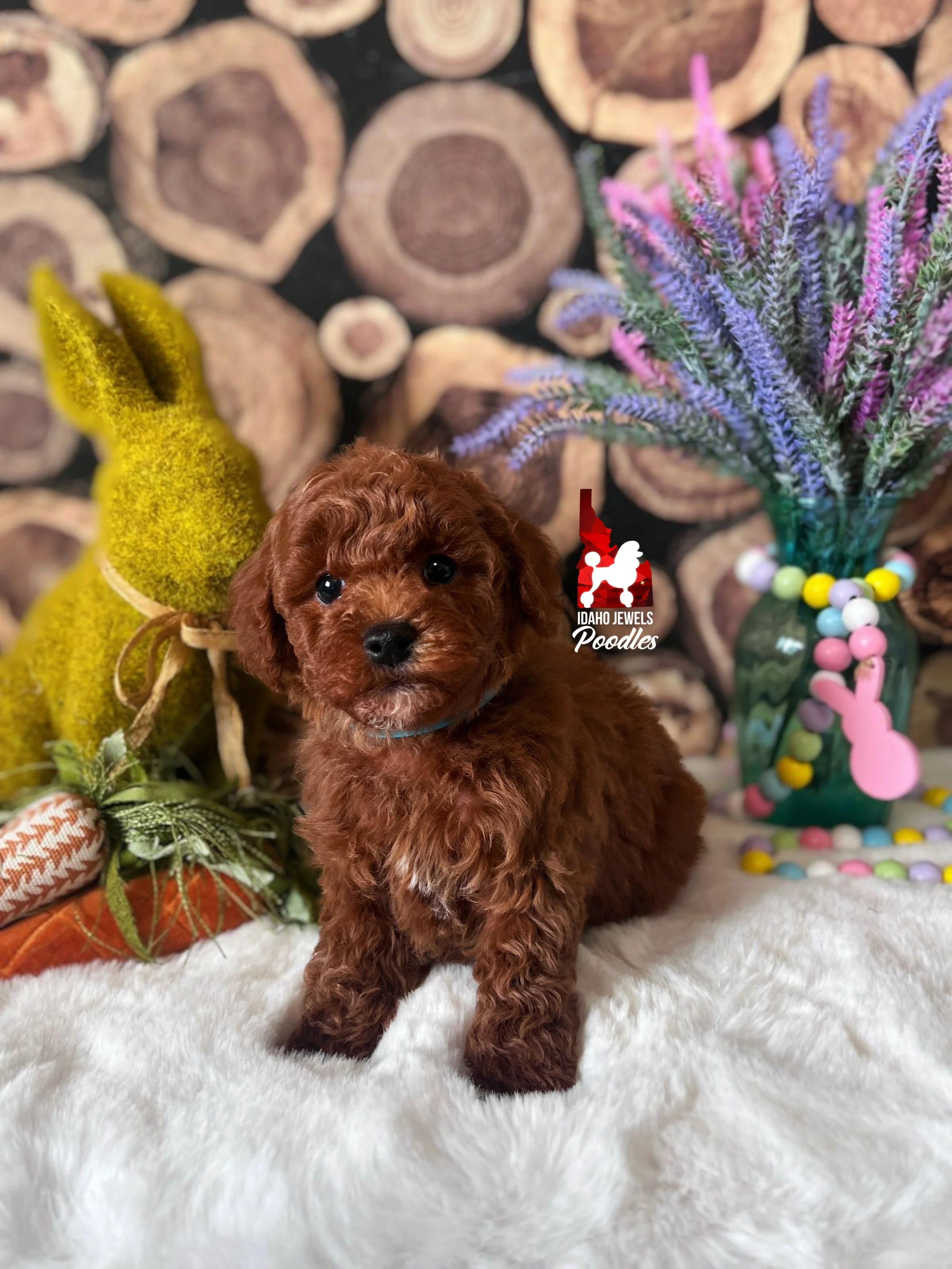 Biscuit - 6 wks.jpg