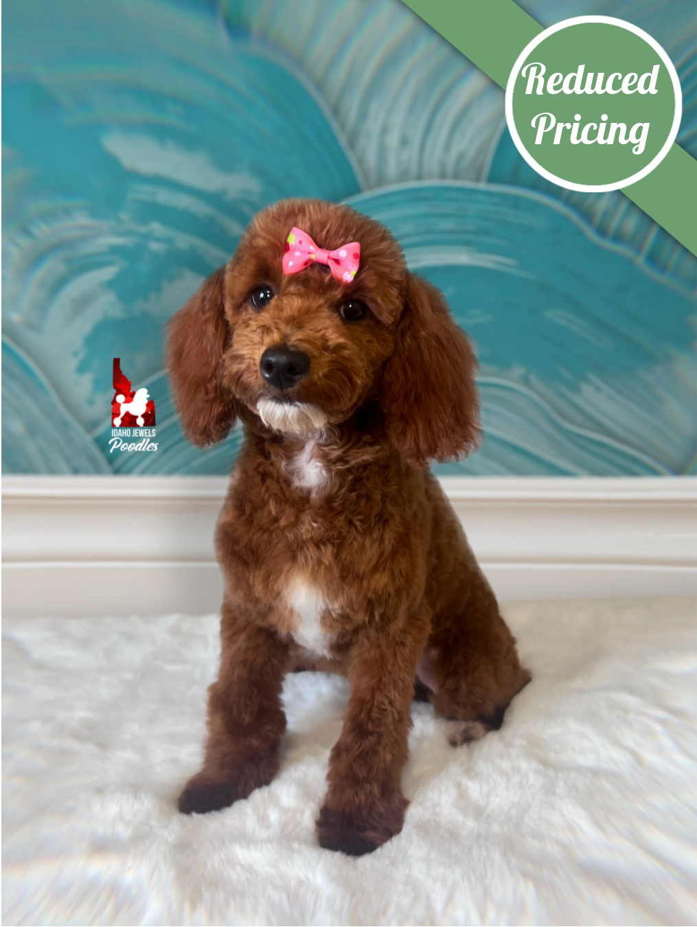 Malibu, Red w/ White Mini Poodle Girl~ Pet