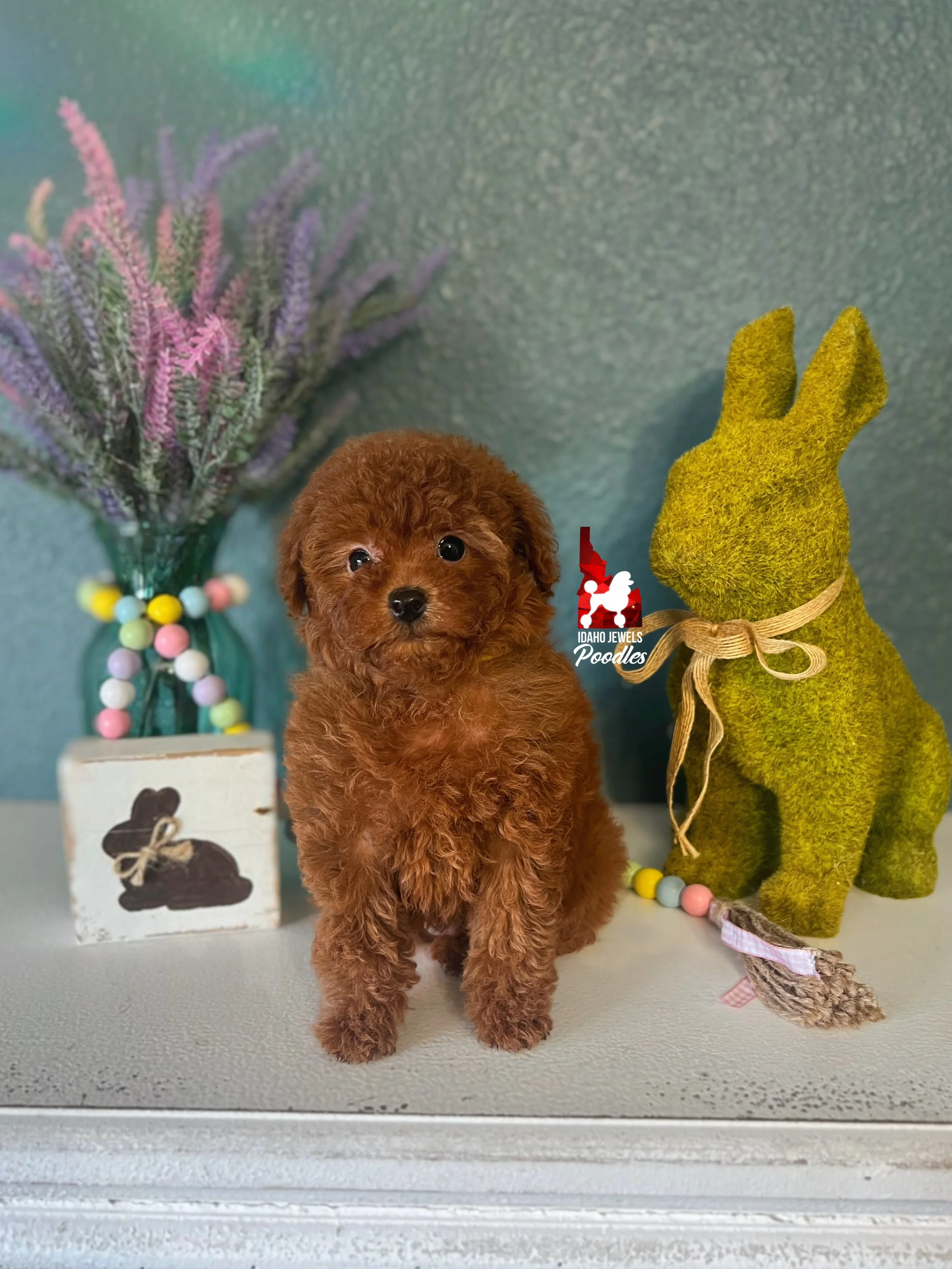 Claire, Red Toy Poodle Girl ~ Pet