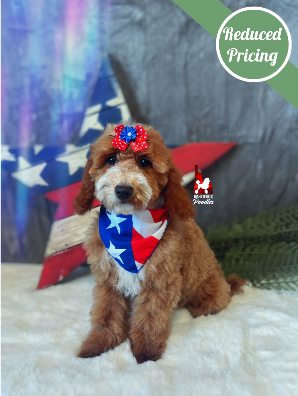 Capri, Red w/ White Mini Poodle Girl~ Pet