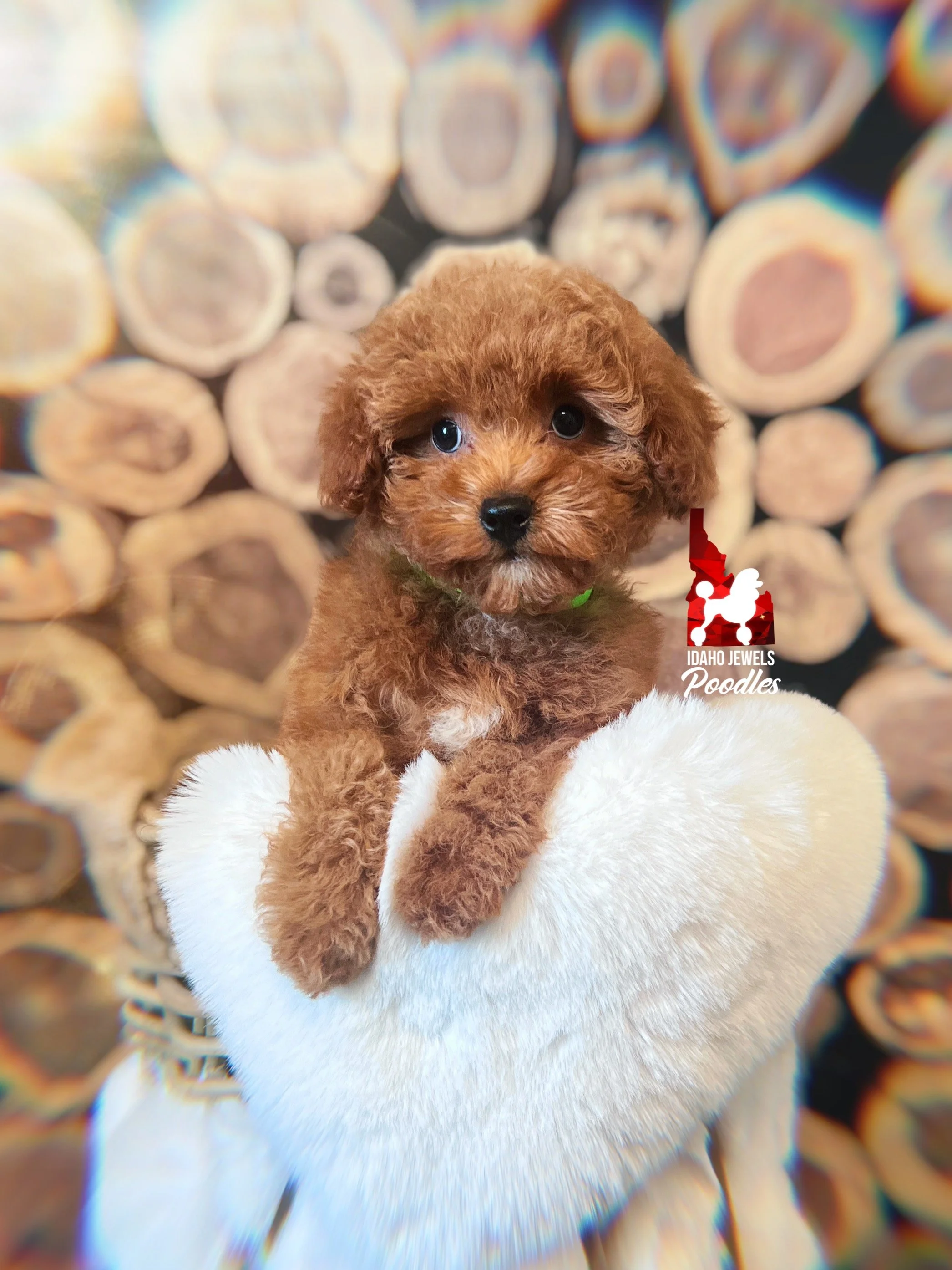 Zinnia, Red w/ White Markings Toy Poodle Girl~ Pet ❤️ Hold For Sipes