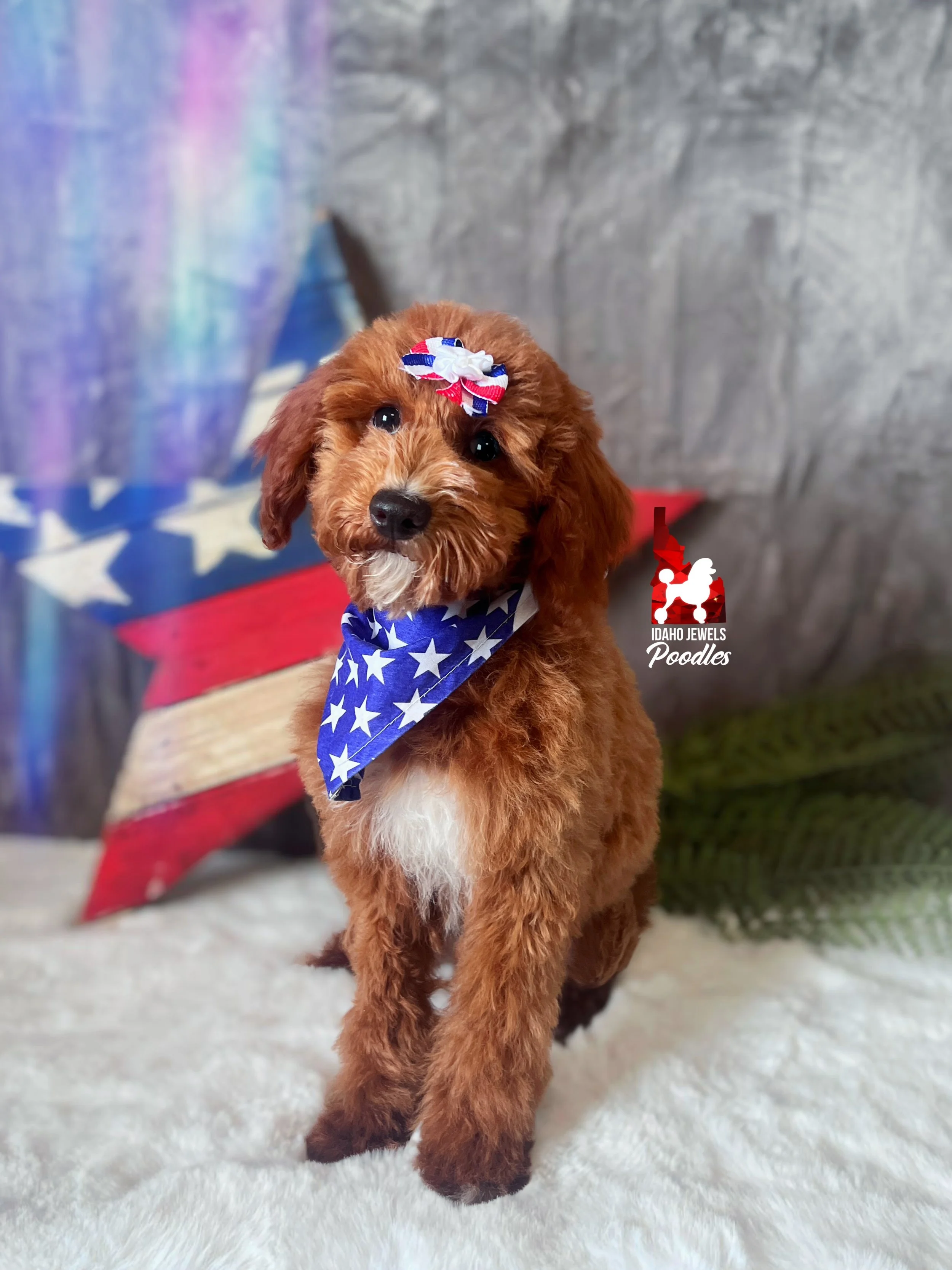 Brooklyn - 16 wks.jpg
