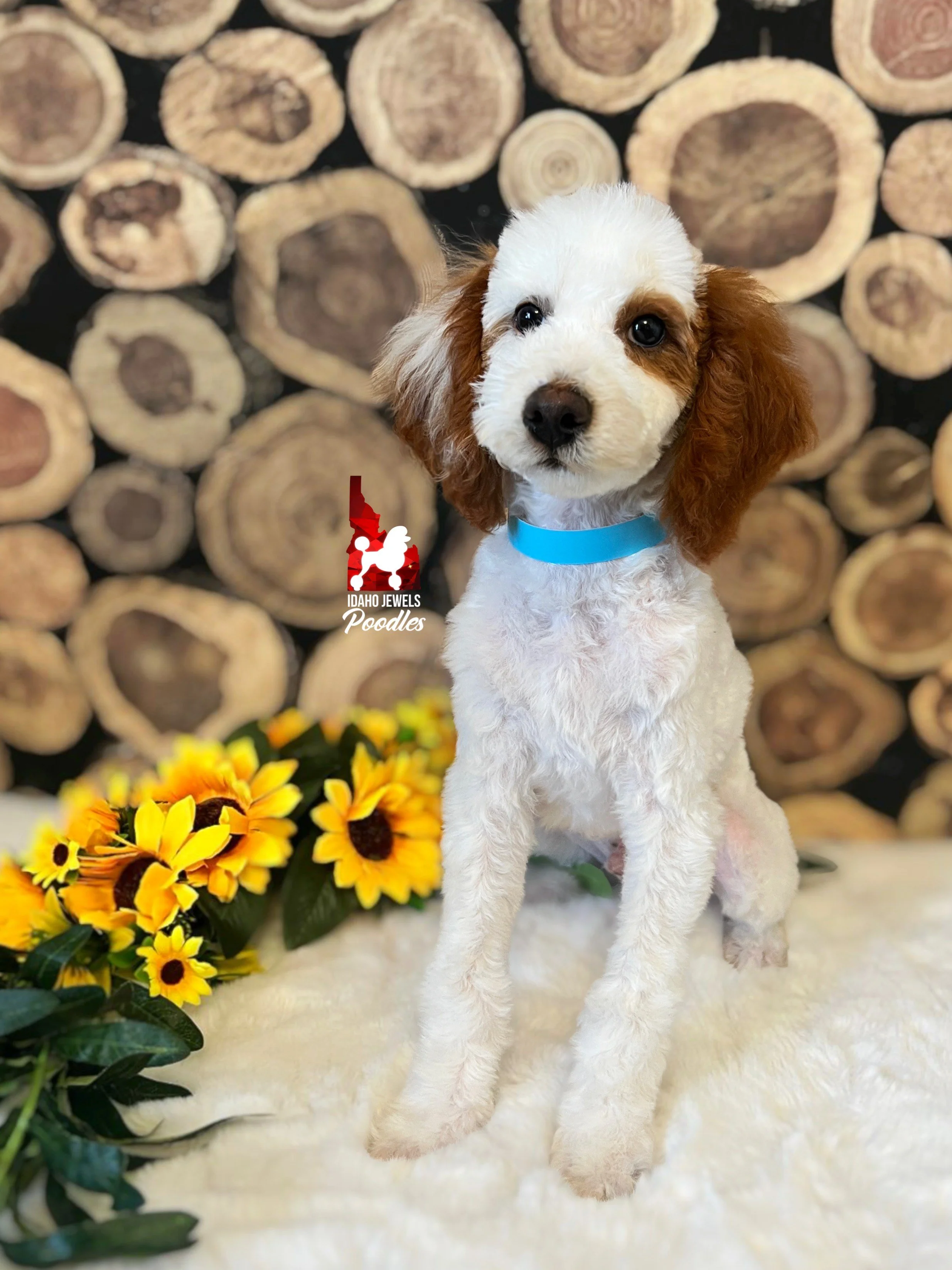 Bingo - 17 wks.jpeg