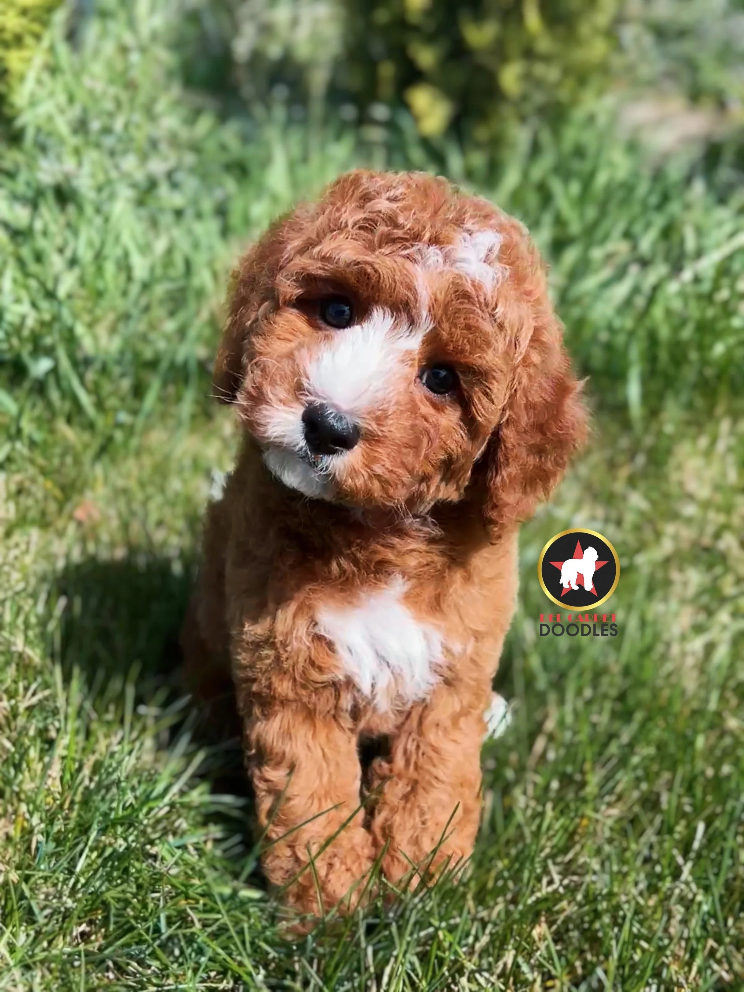 Flint - 8 wks-2.jpg