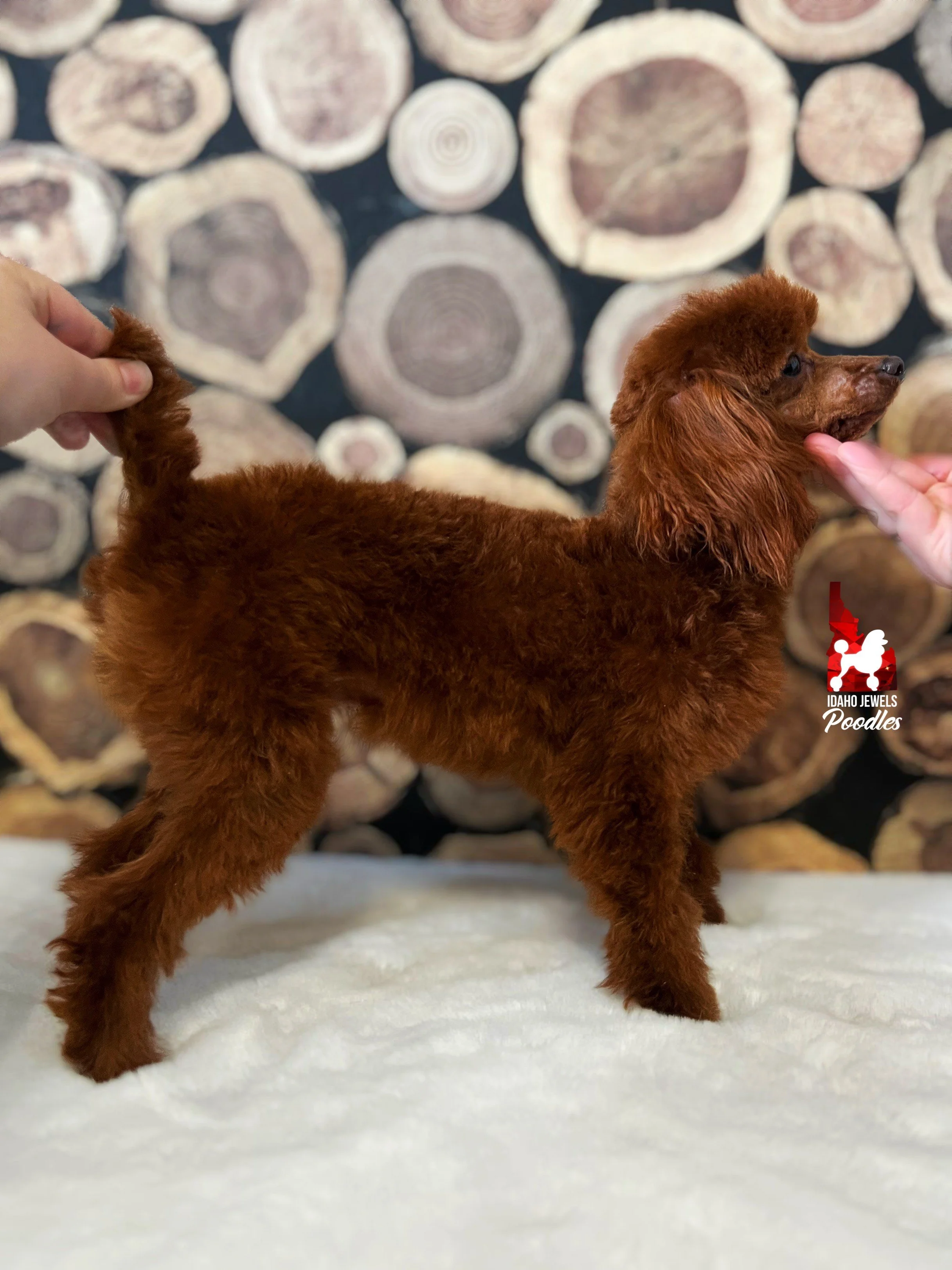 Idaho Jewels Poodles — Meet Pip