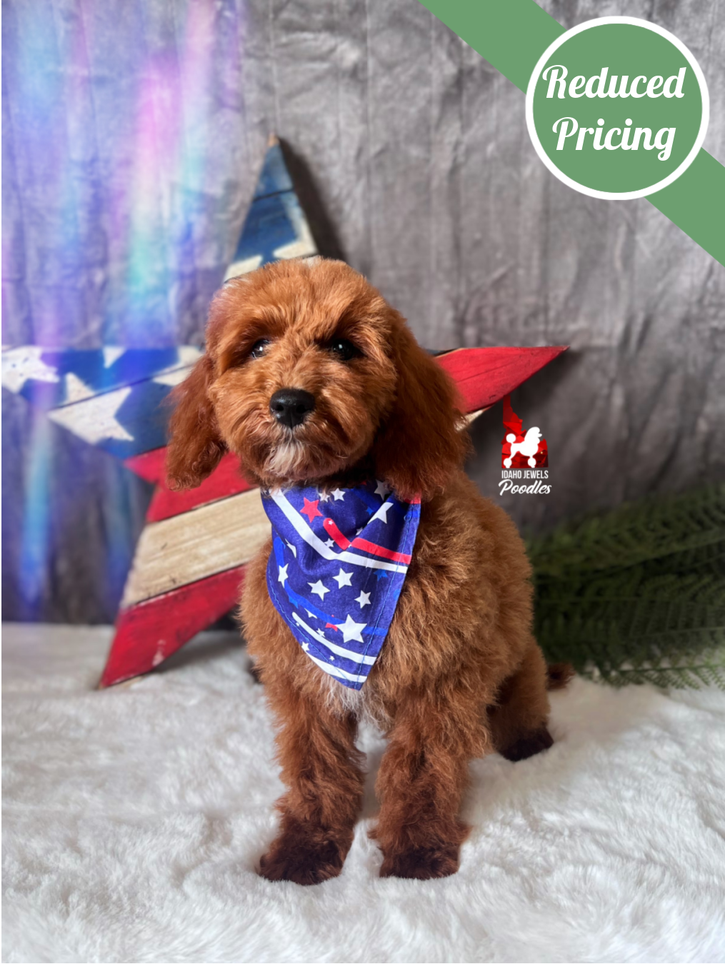 Hudson, Red w/ White Mini Poodle Boy ~ Breeder or Pet