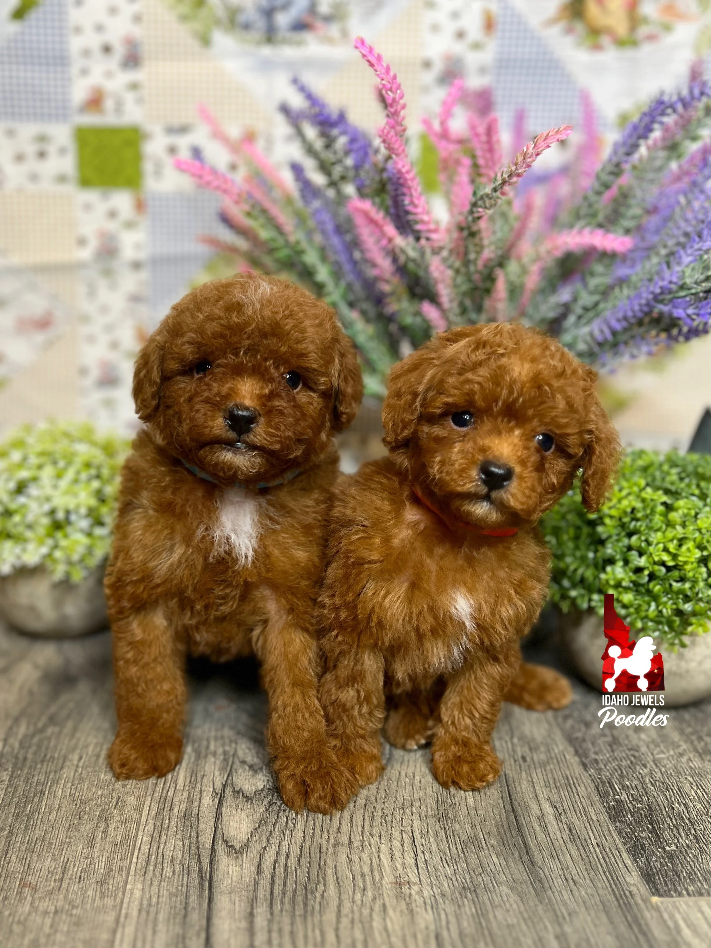 S'more and Churro - 6 wks.jpeg