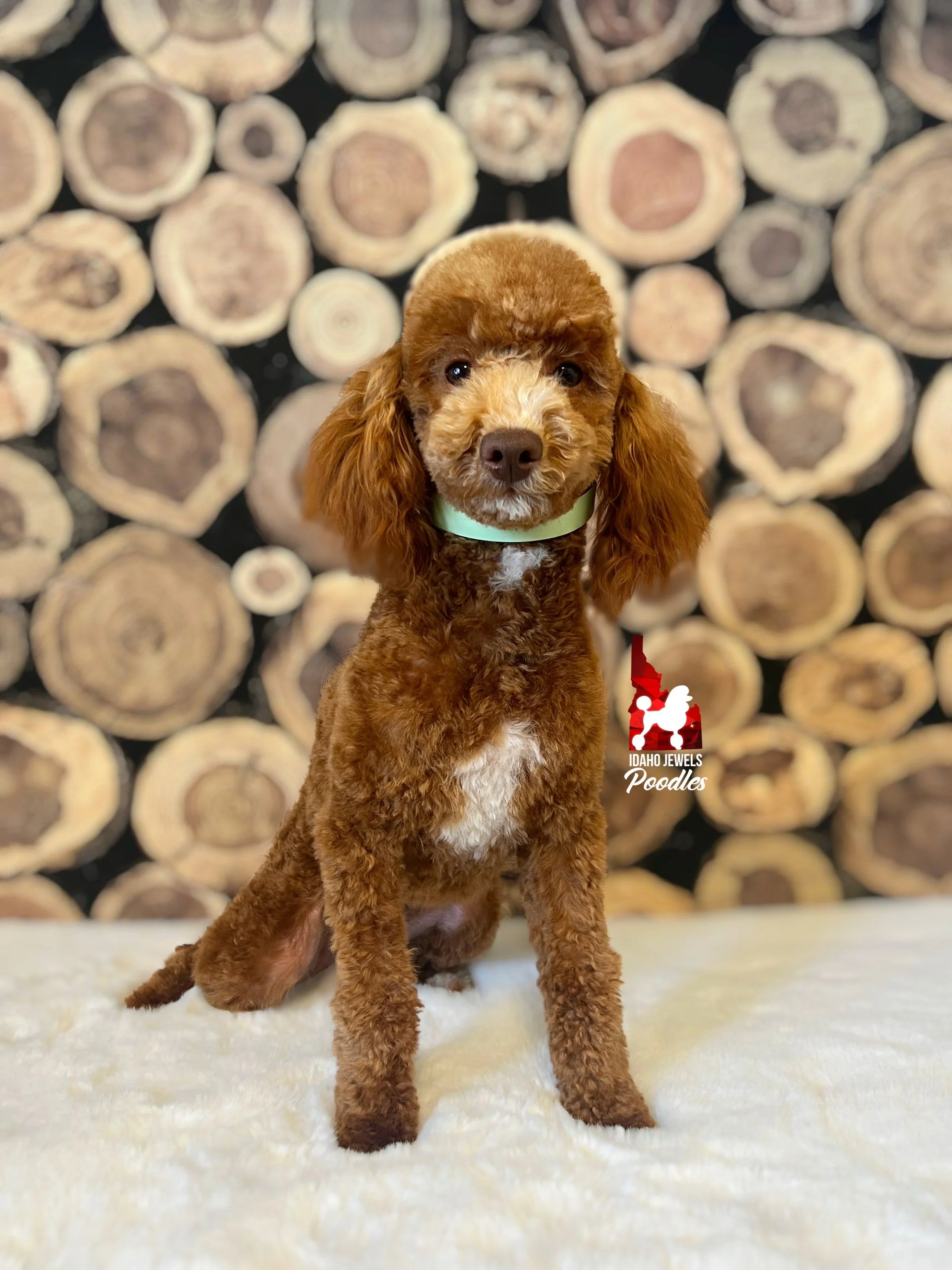 Lilo - Aug 2025 (5).jpeg