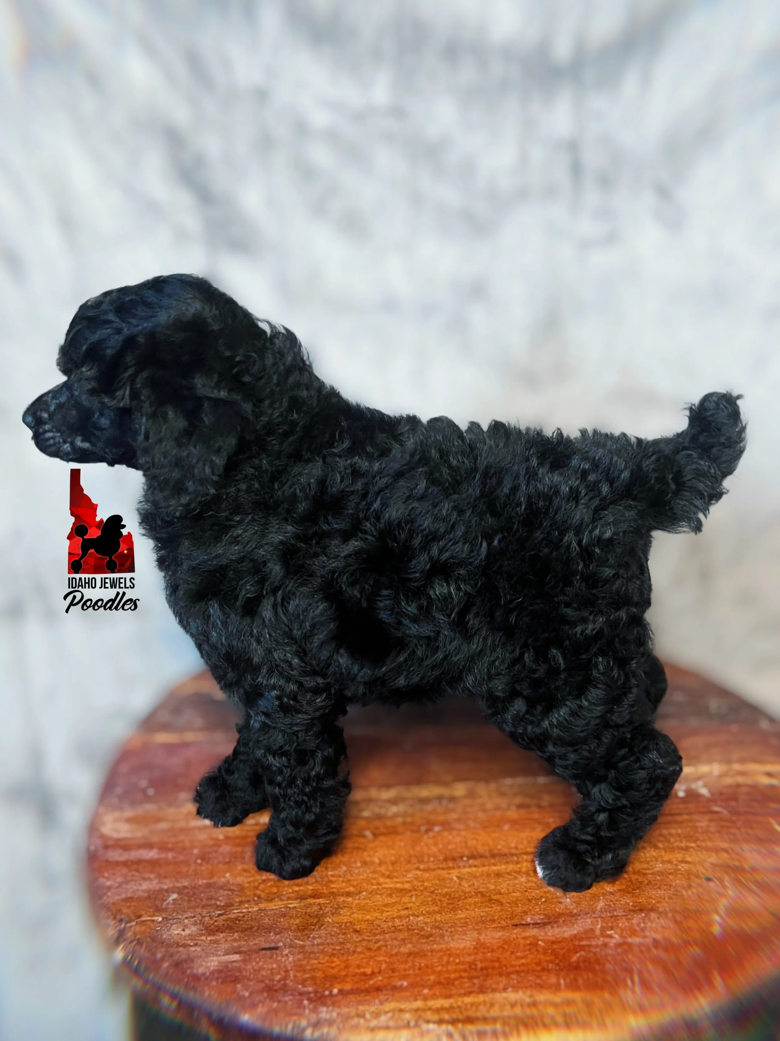 Bear 6 wks-4.jpg