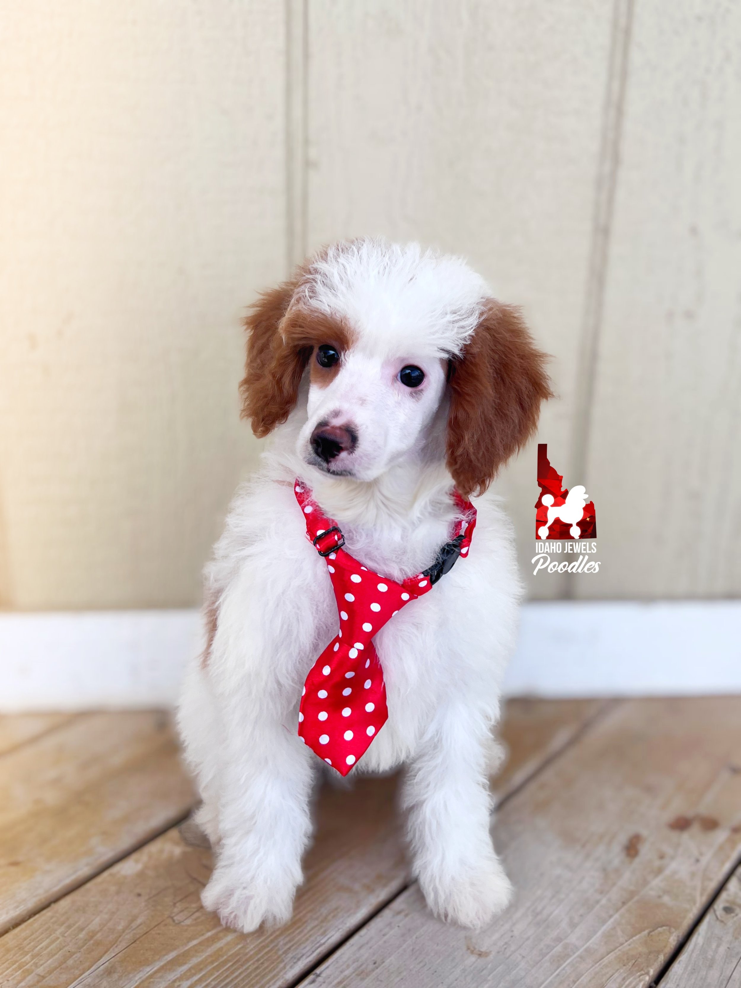 Mushu - 10 wks-2.jpg