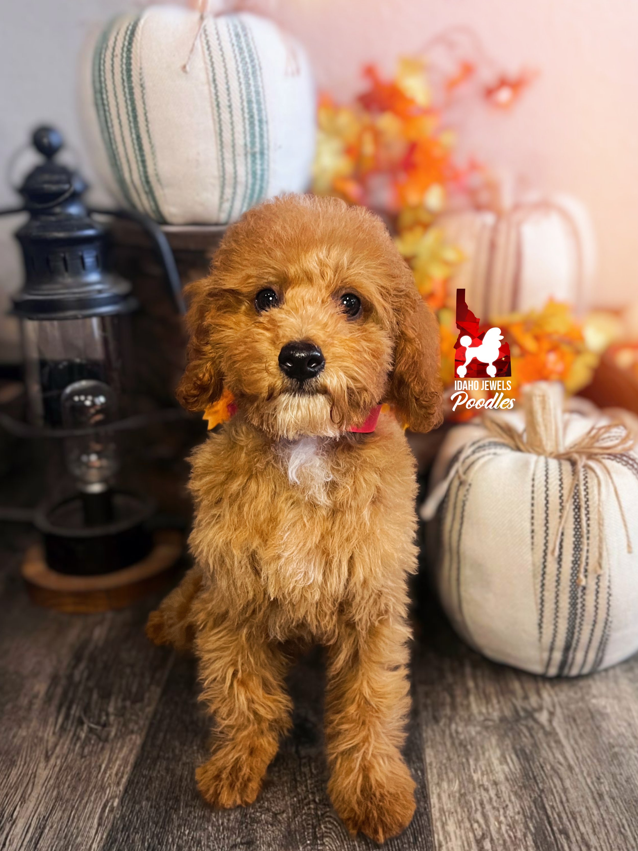 Bramble - 16 wks-1.jpg