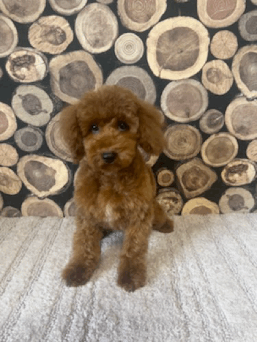 Boise 15 wks head tilt.gif