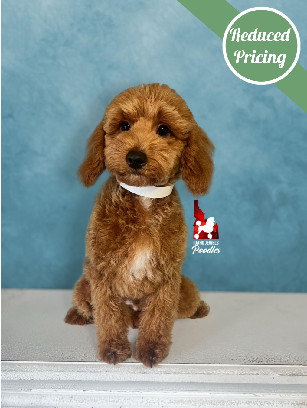 Oliver, Red with White Markings Mini Poodle Boy~ Breeder or Pet