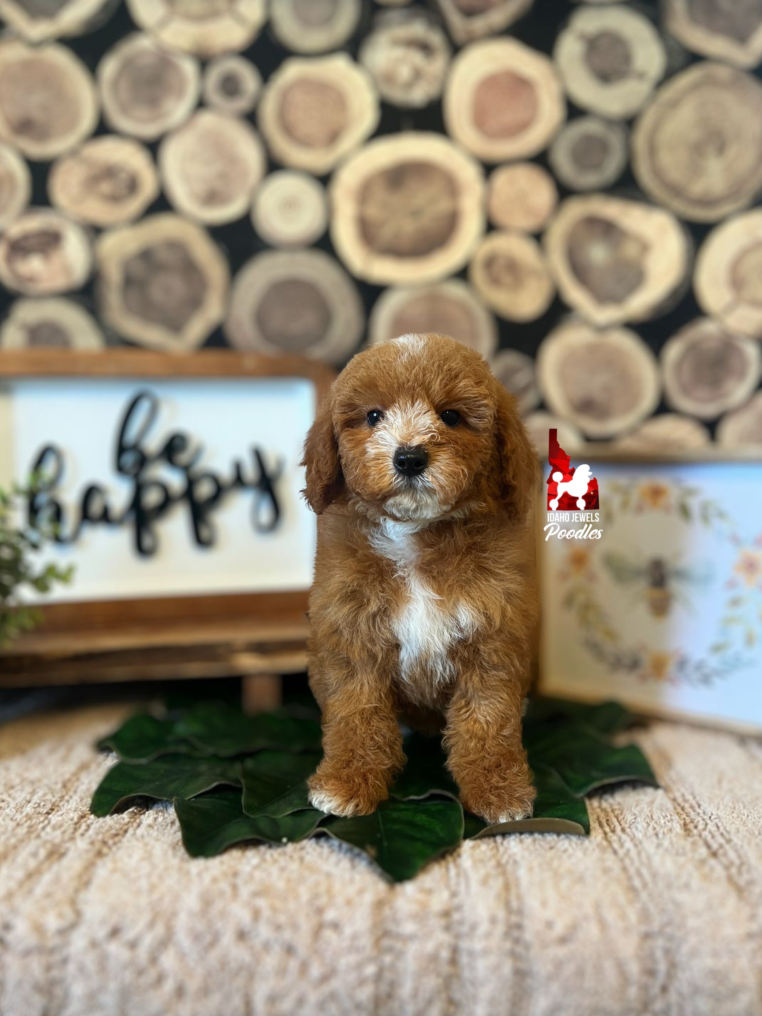 Stark - 10 wks.jpeg
