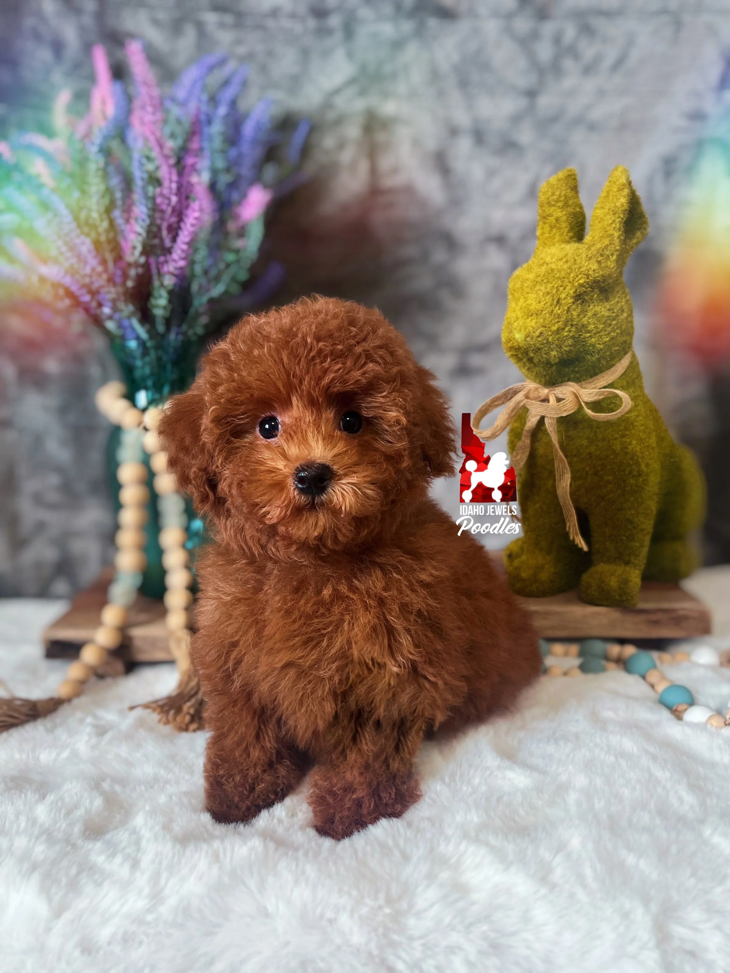 Mist, Red Toy Poodle Girl ~ Pet