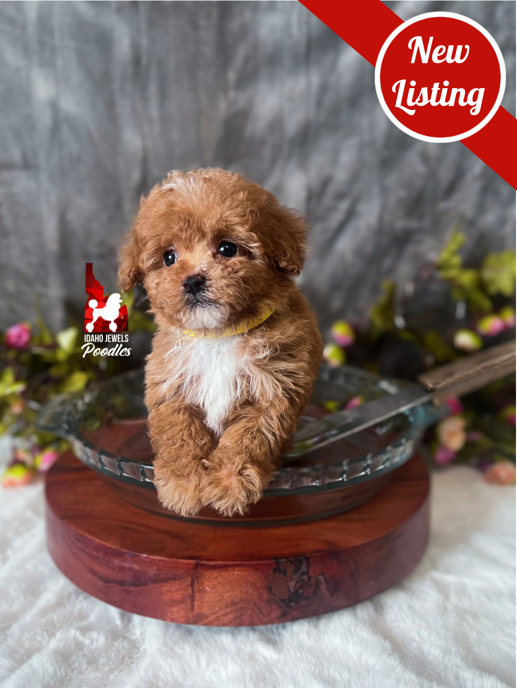 Lemon, Red with White Markings Tiny Toy Poodle Girl~ Pet 💎 Reserved for Katie