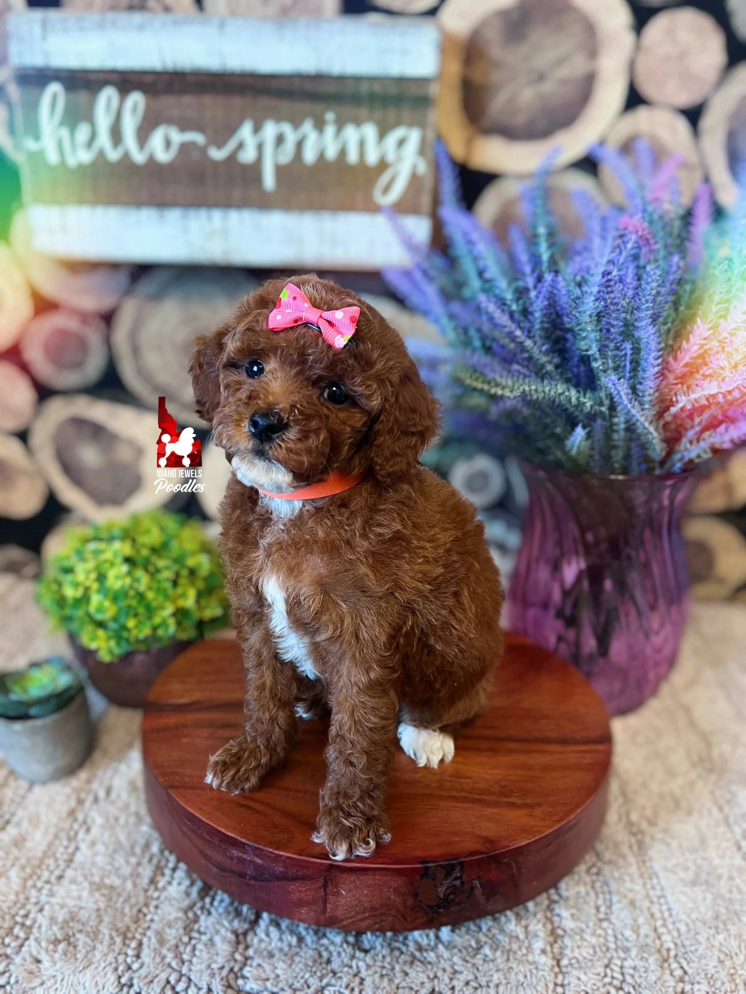 Malibu - 8 wks.jpg