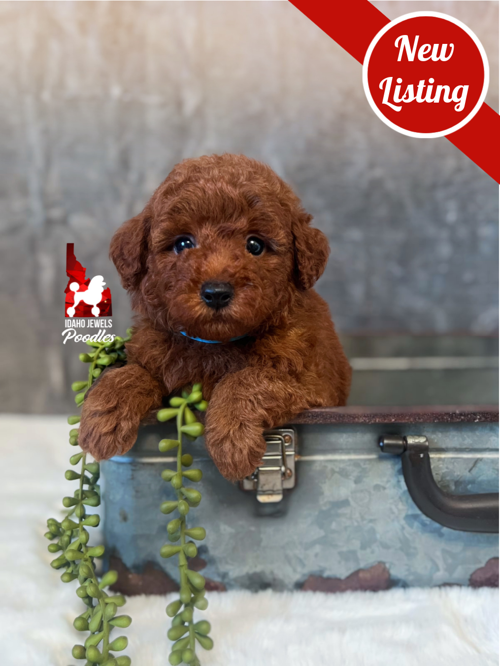 Asher, Dark Red Mini Poodle Boy ~ Breeder or Pet