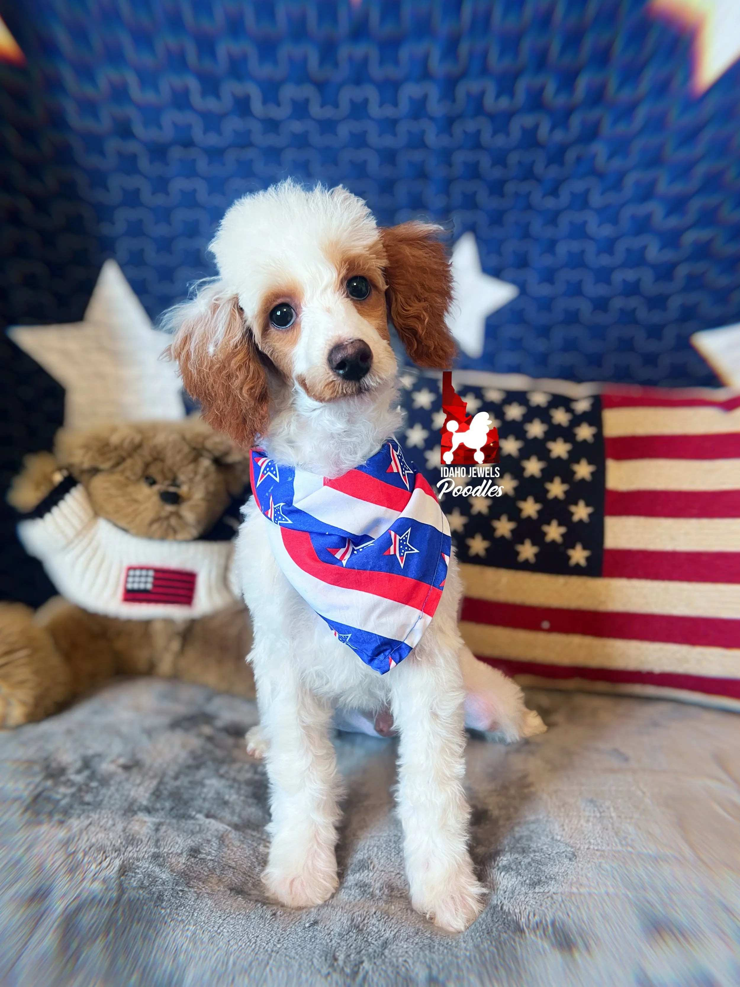Pongo - 12 wks-2.jpg