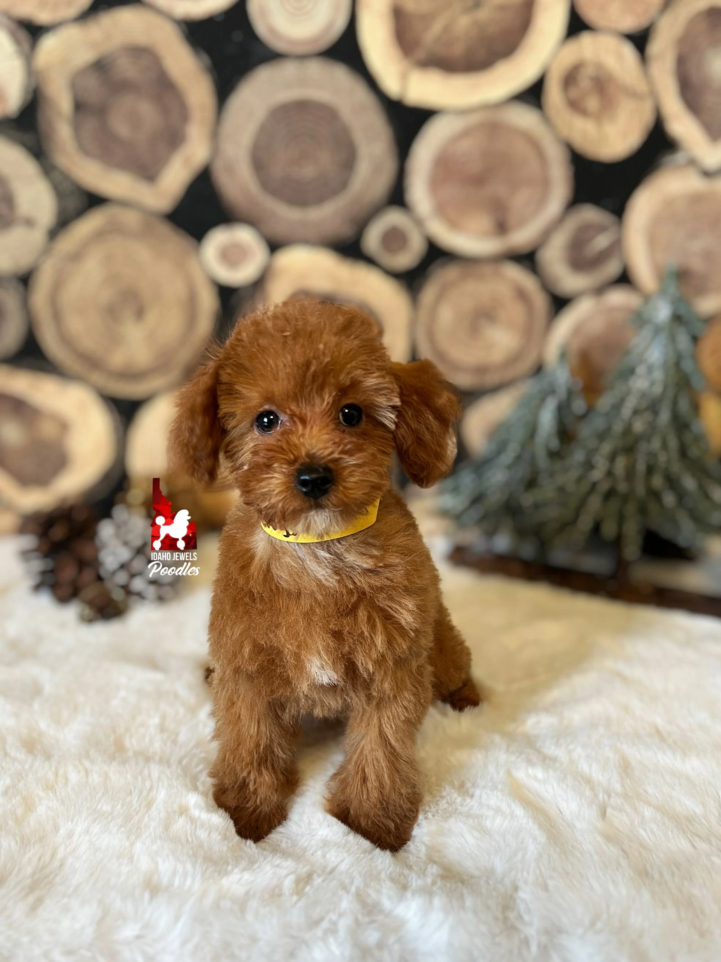 Isabella, Red with White Markings Toy Poodle Girl ~ Breeder or Pet