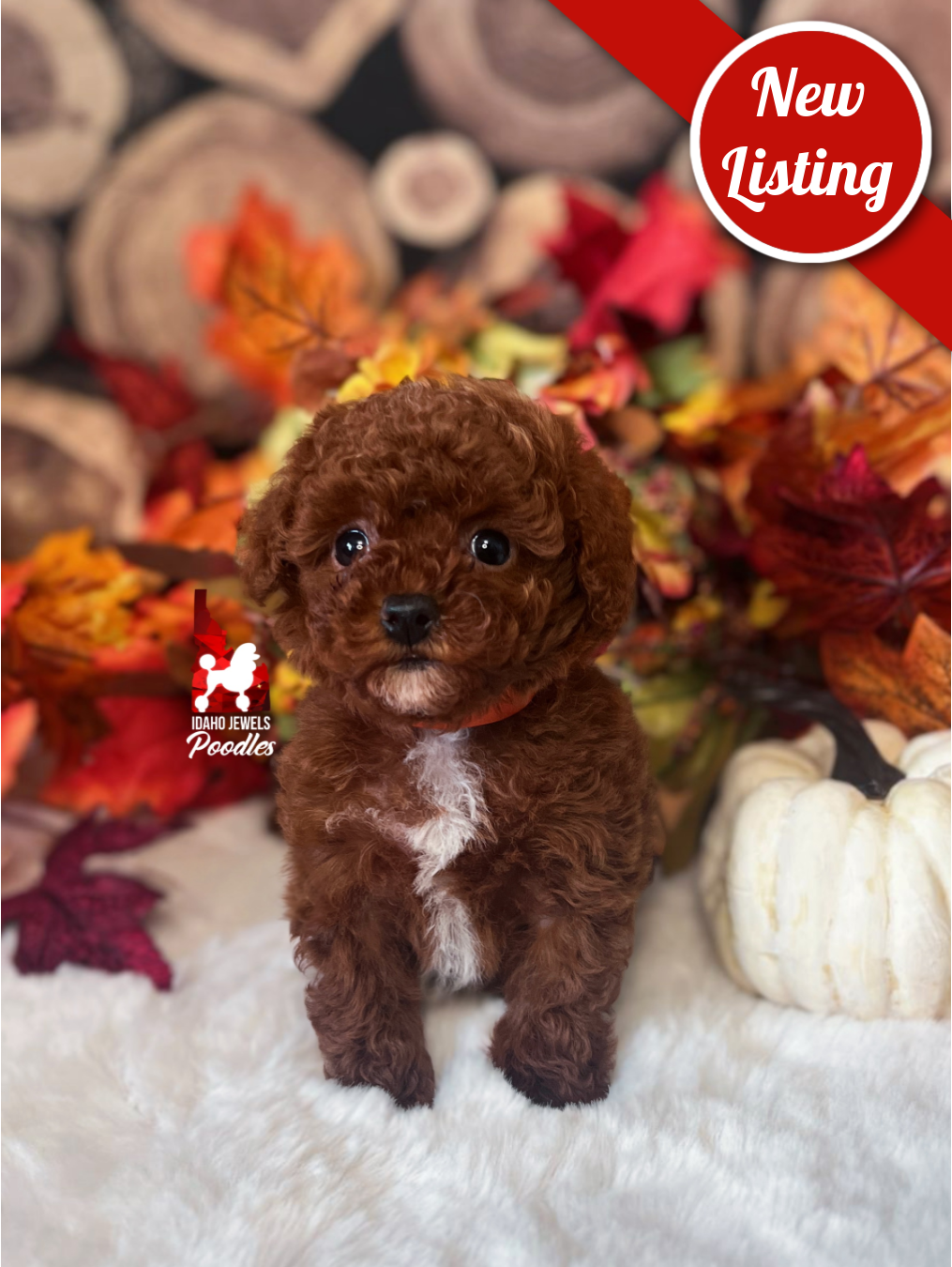 Dolly, Dark Red w/ White “Tiny” Toy Poodl Girl~ Pet