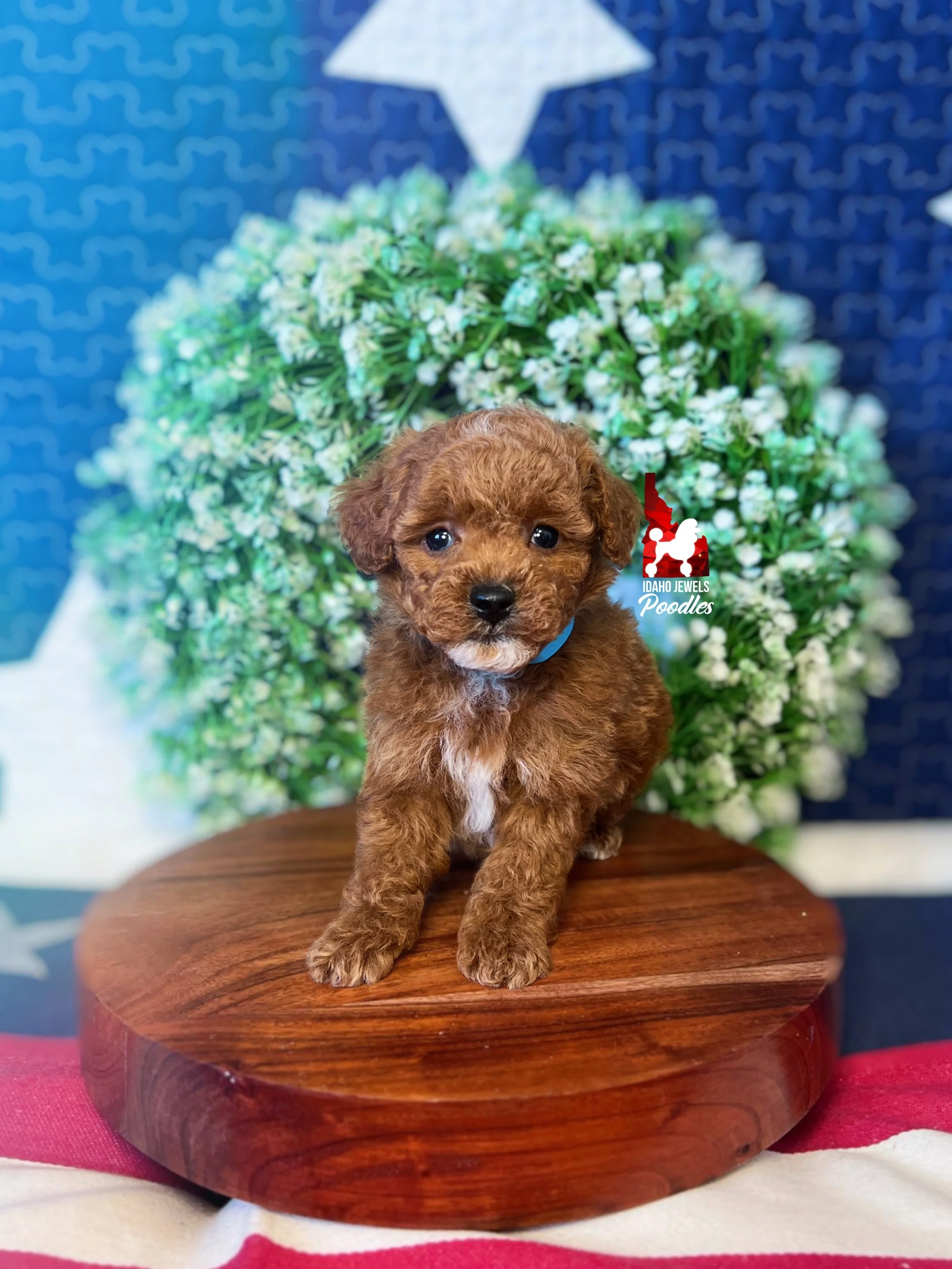 Clover - 6 wks.jpg