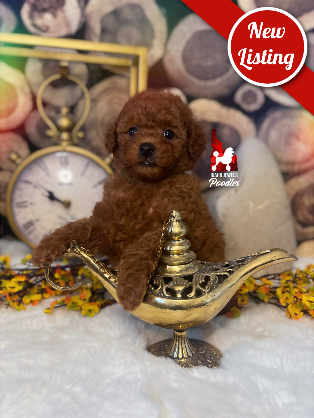 Aladdin, Red Toy Poodle Boy~ Pet