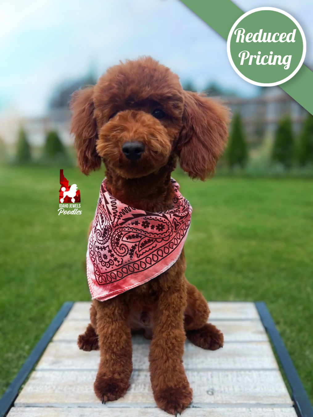 Toffee, Red Mini Poodle Boy~ Pet