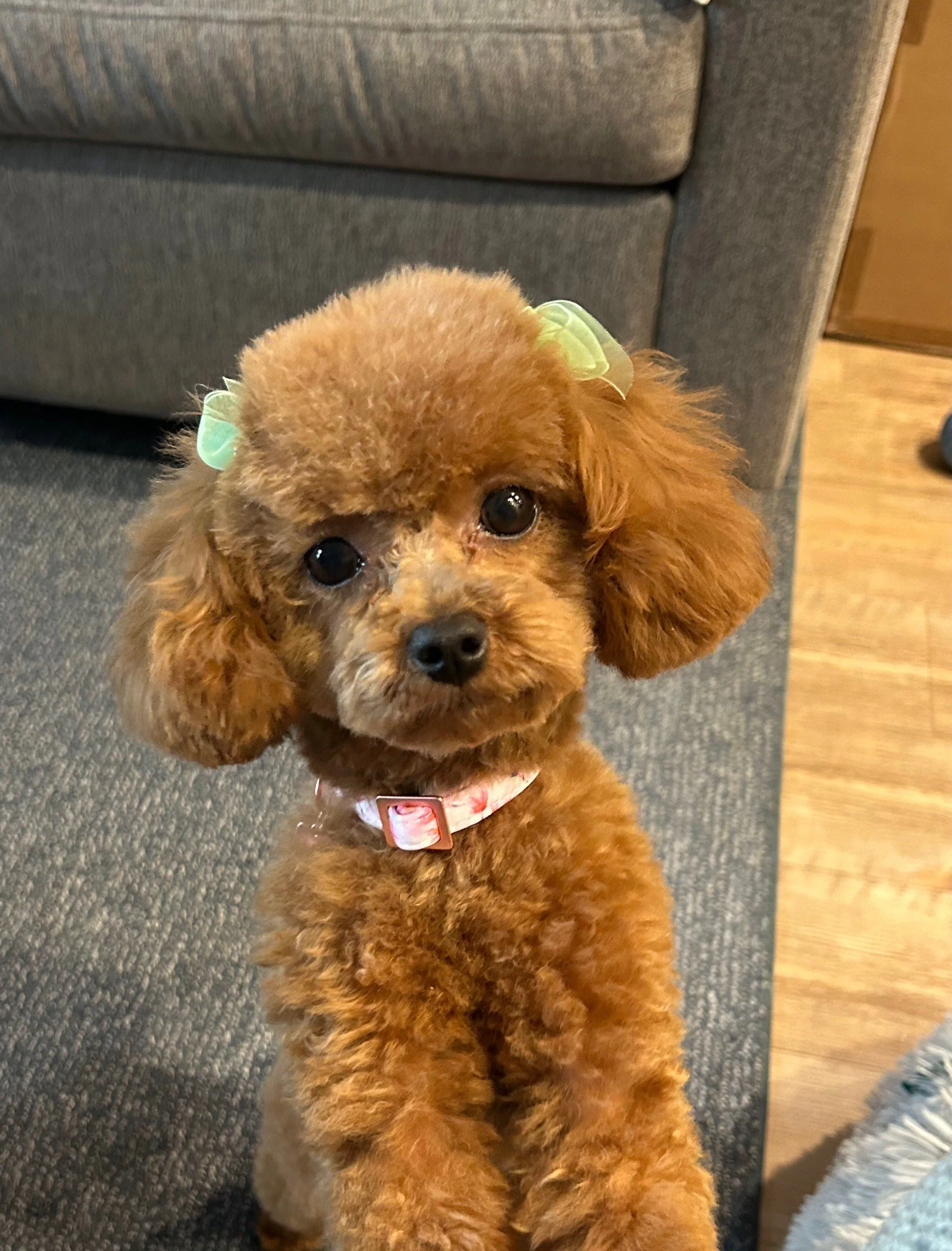 Zelda Bordeaux S24 Sakura nka Poppy .jpeg