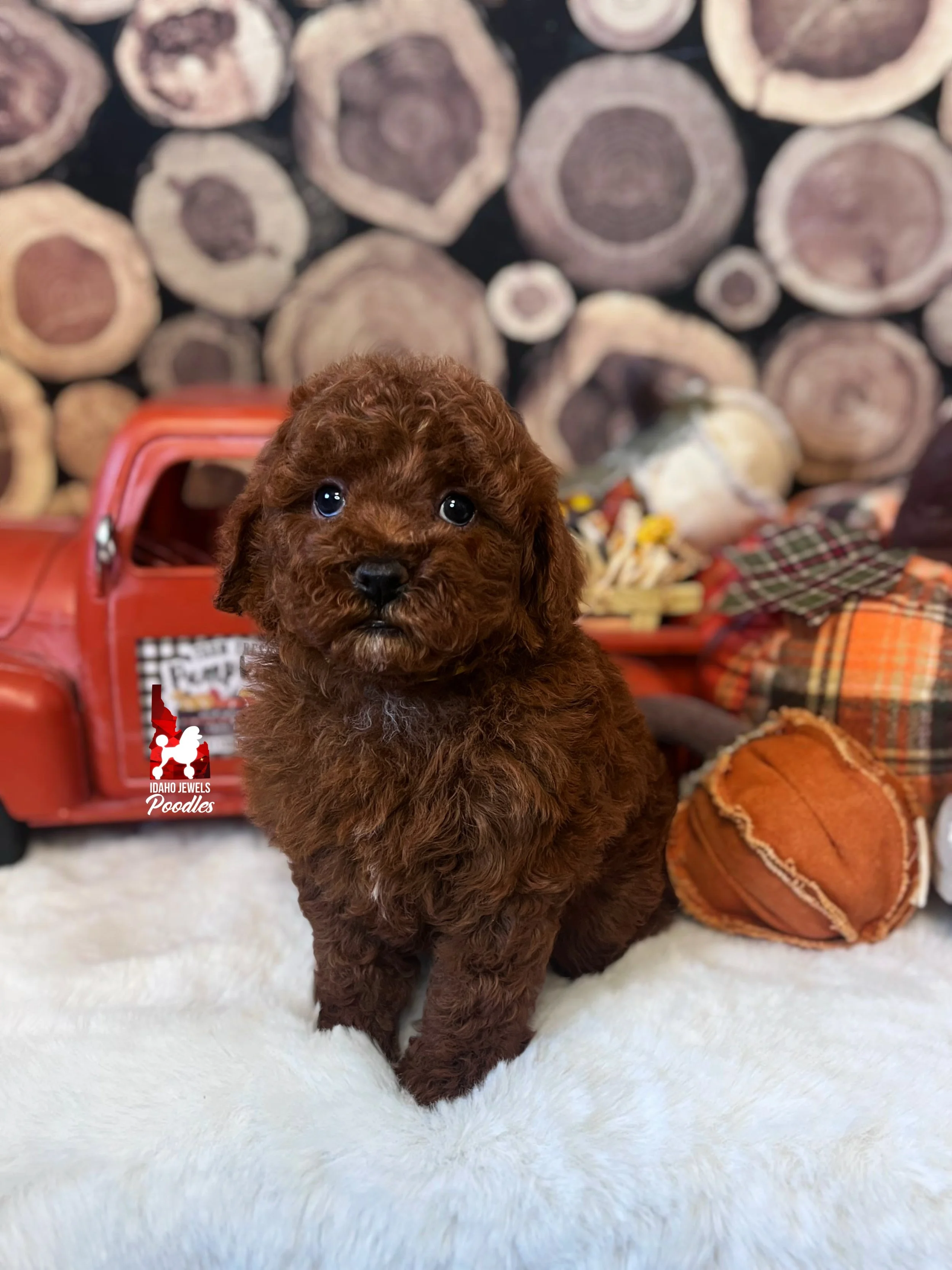 Cheyenne - 6 wks.jpg
