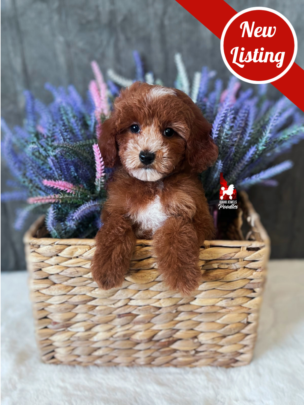 Sydney, Red with White Markings Mini Poodle Girl~ Pet