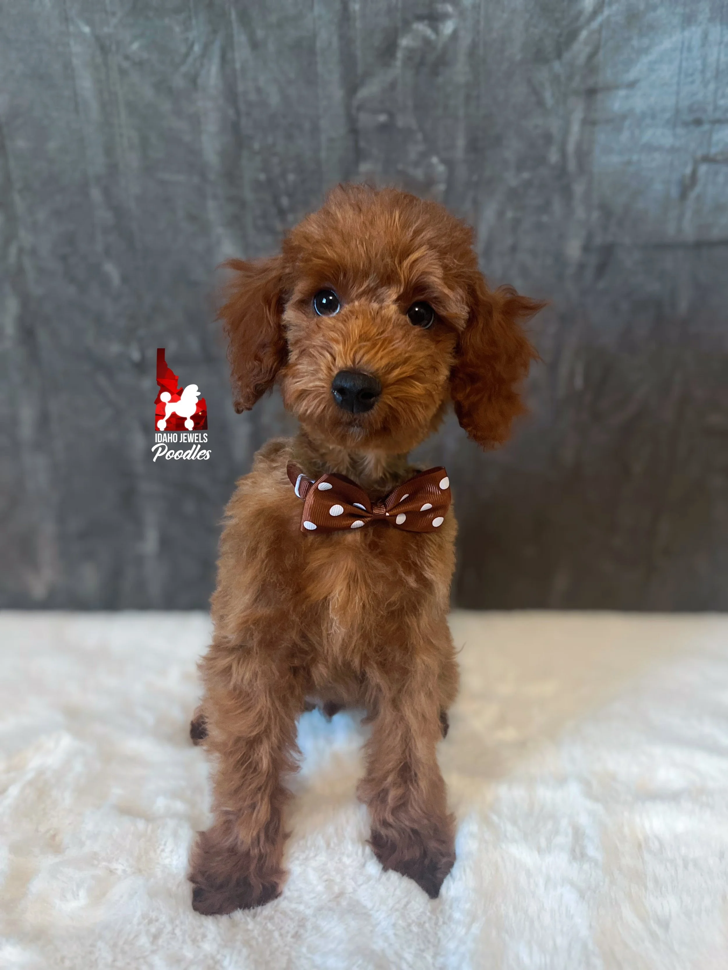 Graham - 12 wks (2).jpg