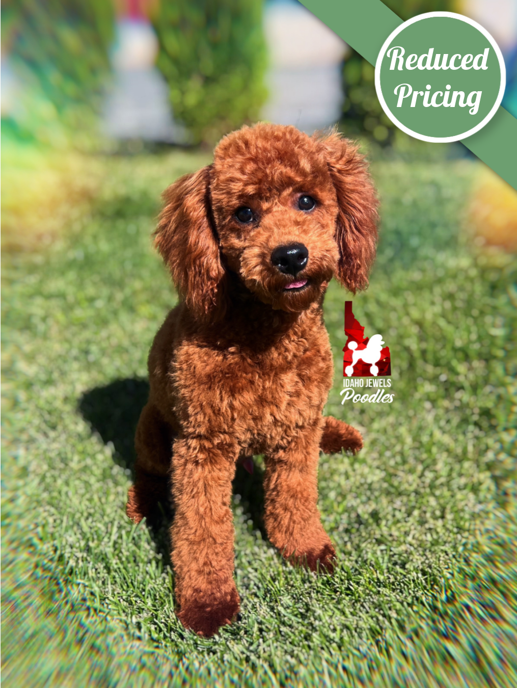 Mario, Red Mini Poodle Boy~ Breeder or Pet