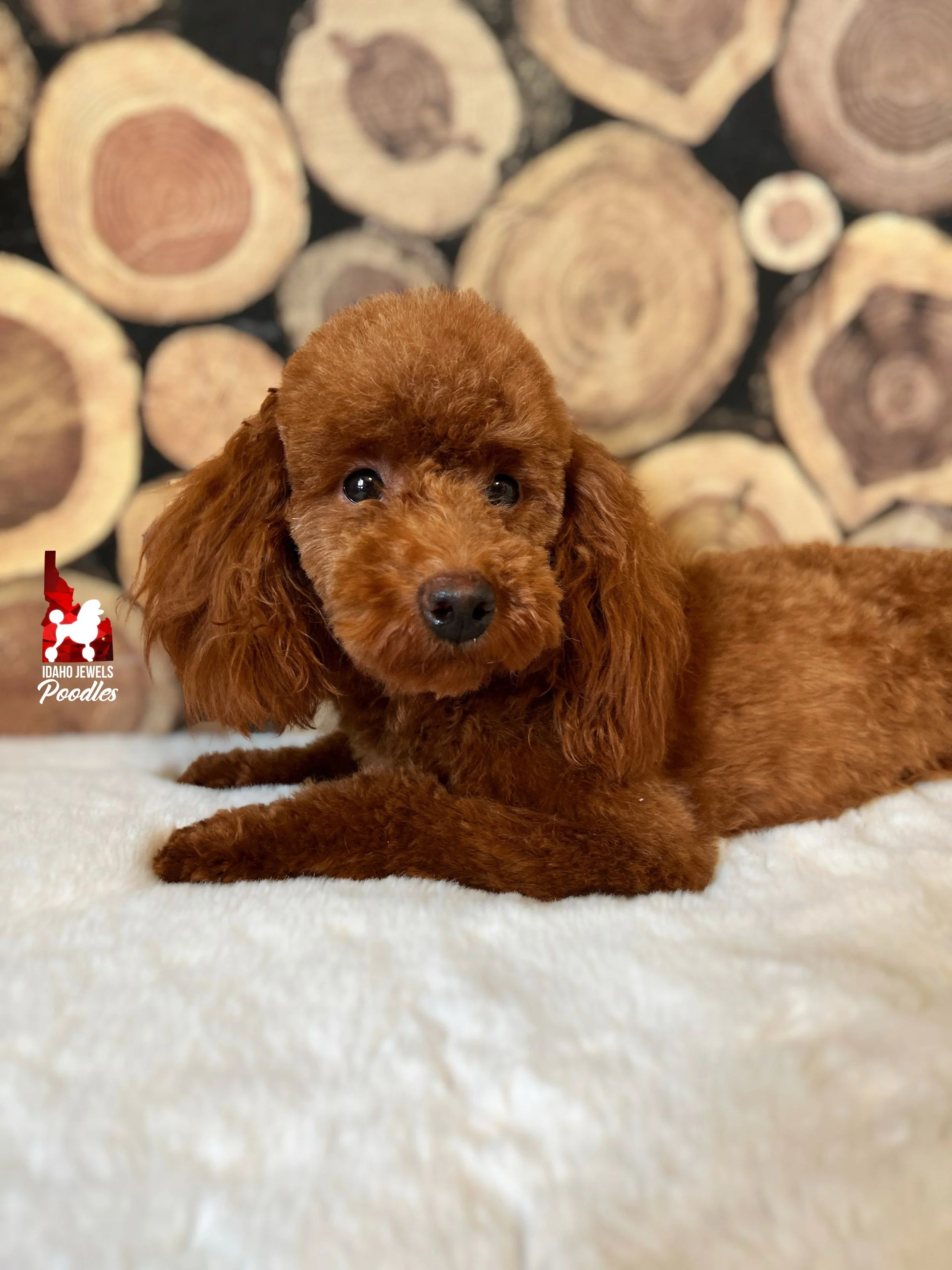 Merida - fluffy face (5).jpeg