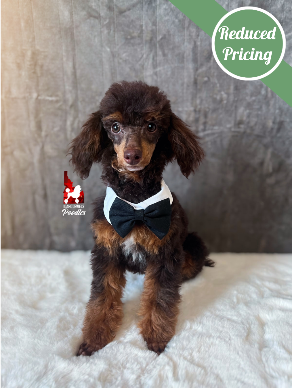 Ace, Brown & Tan Small Mini Poodle Boy ~ Pet