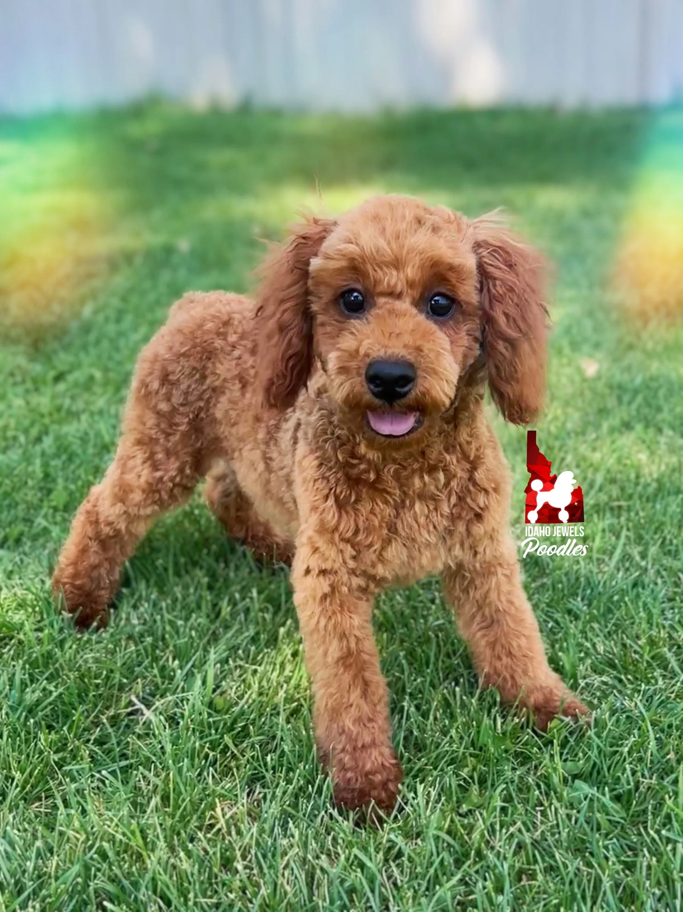 Mario - 20 wks-4.jpg