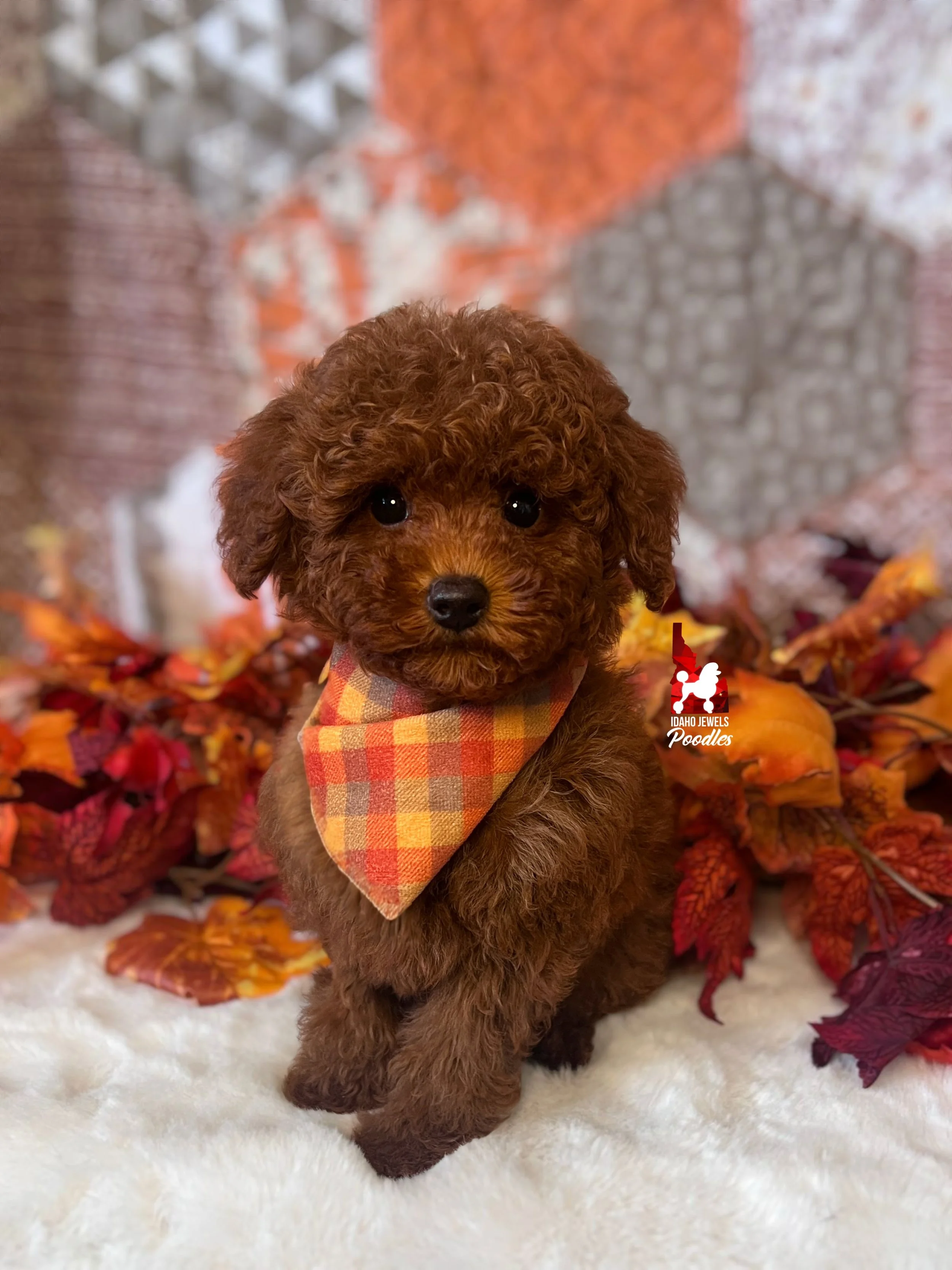 Oak, Dark Red Mini Poodle Boy ~ Breeder or Pet