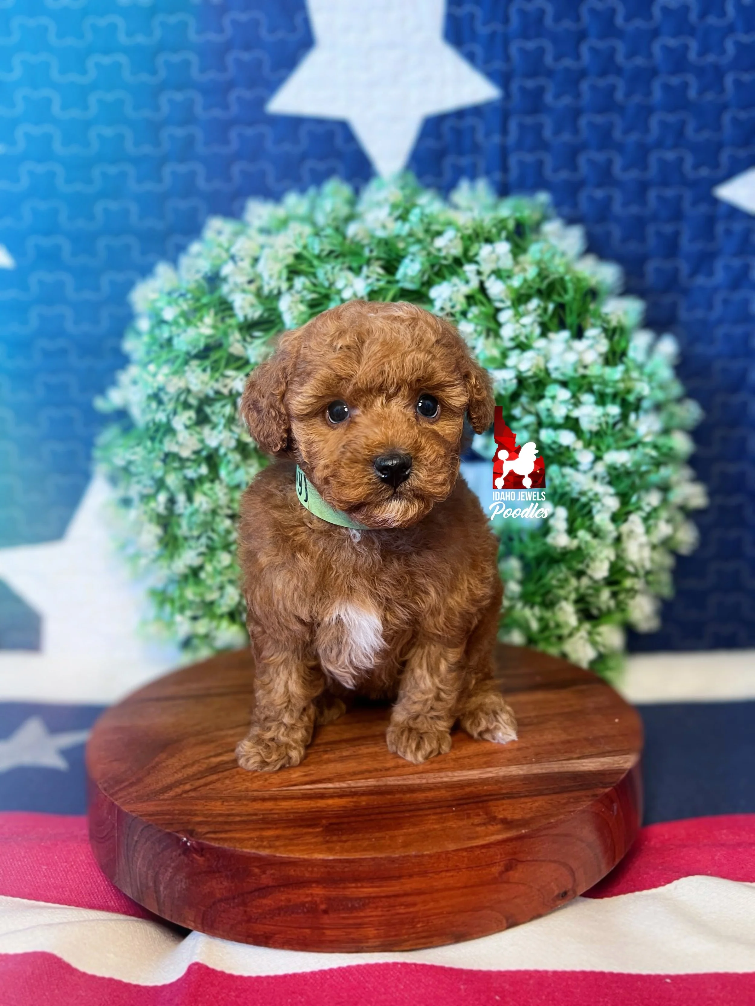 Zinnia - 6 wks.jpg