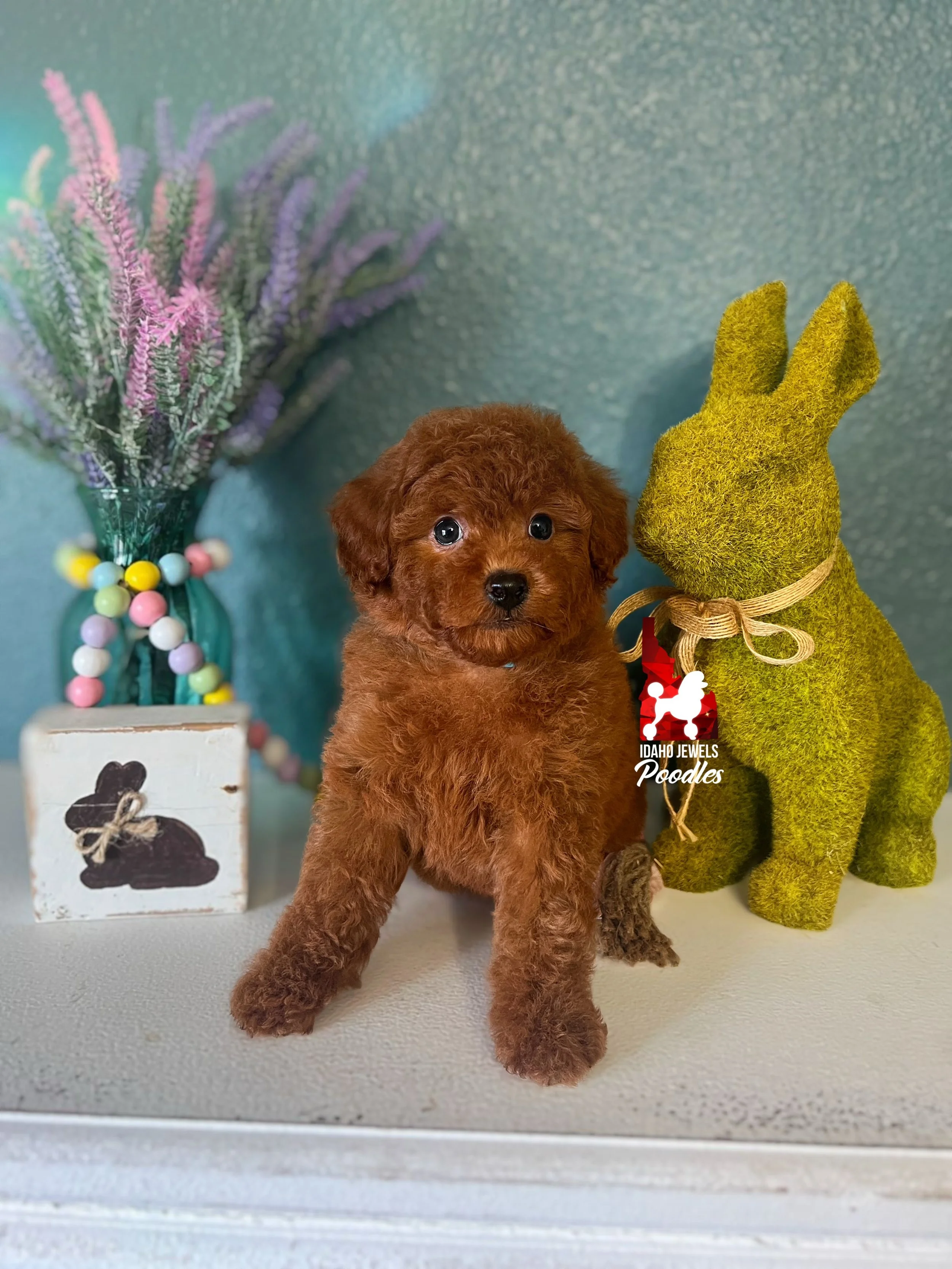 Carter, Red Toy Poodle Boy~ Pet