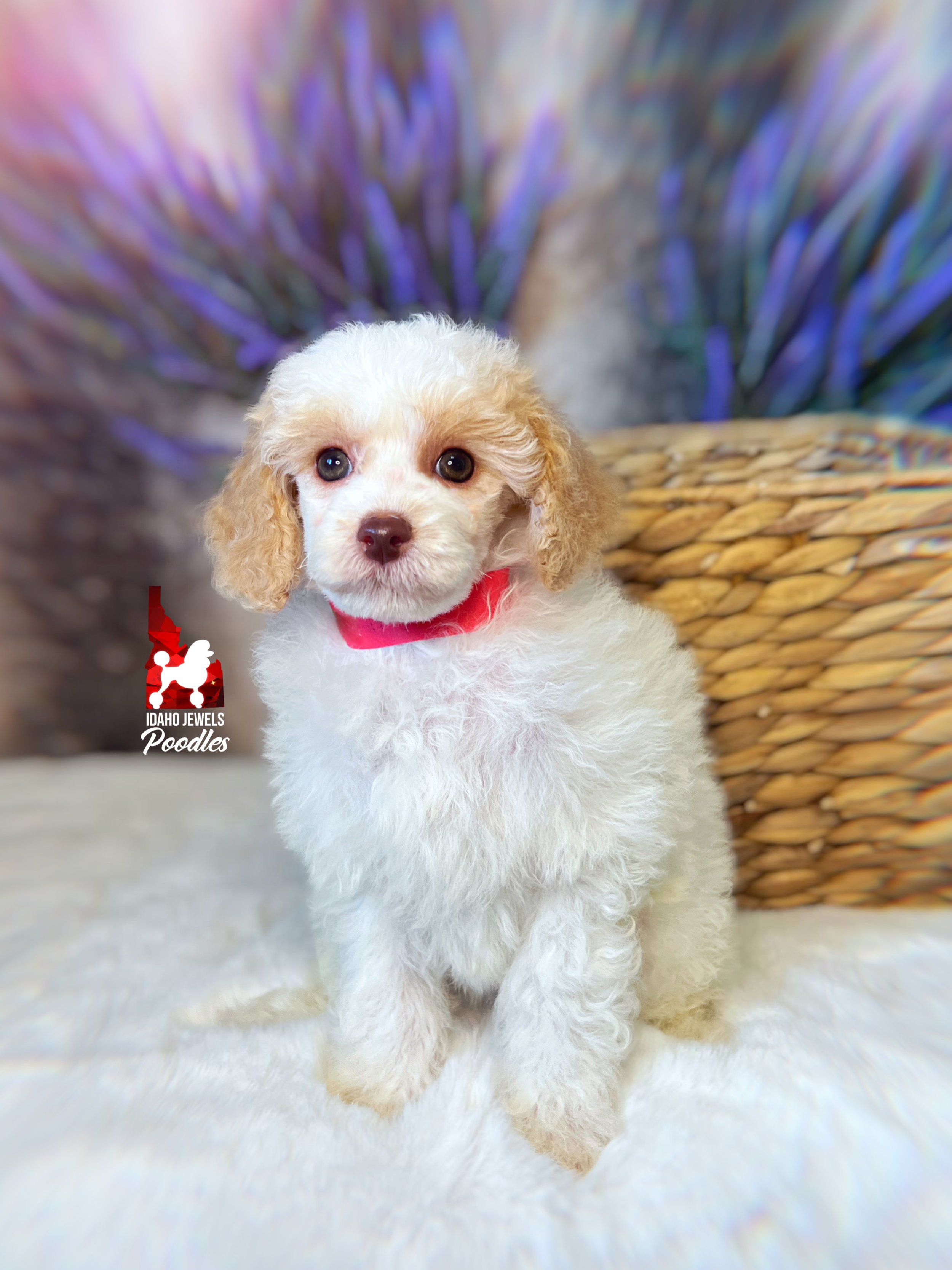 Jayden - 8 wks-1.jpg