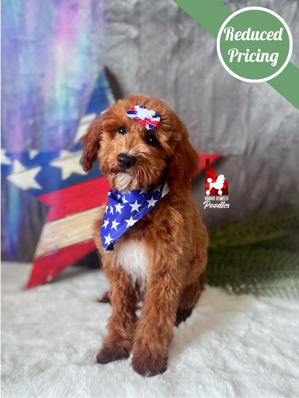 Brooklyn, Red w/ White Mini Poodle Girl~ Pet