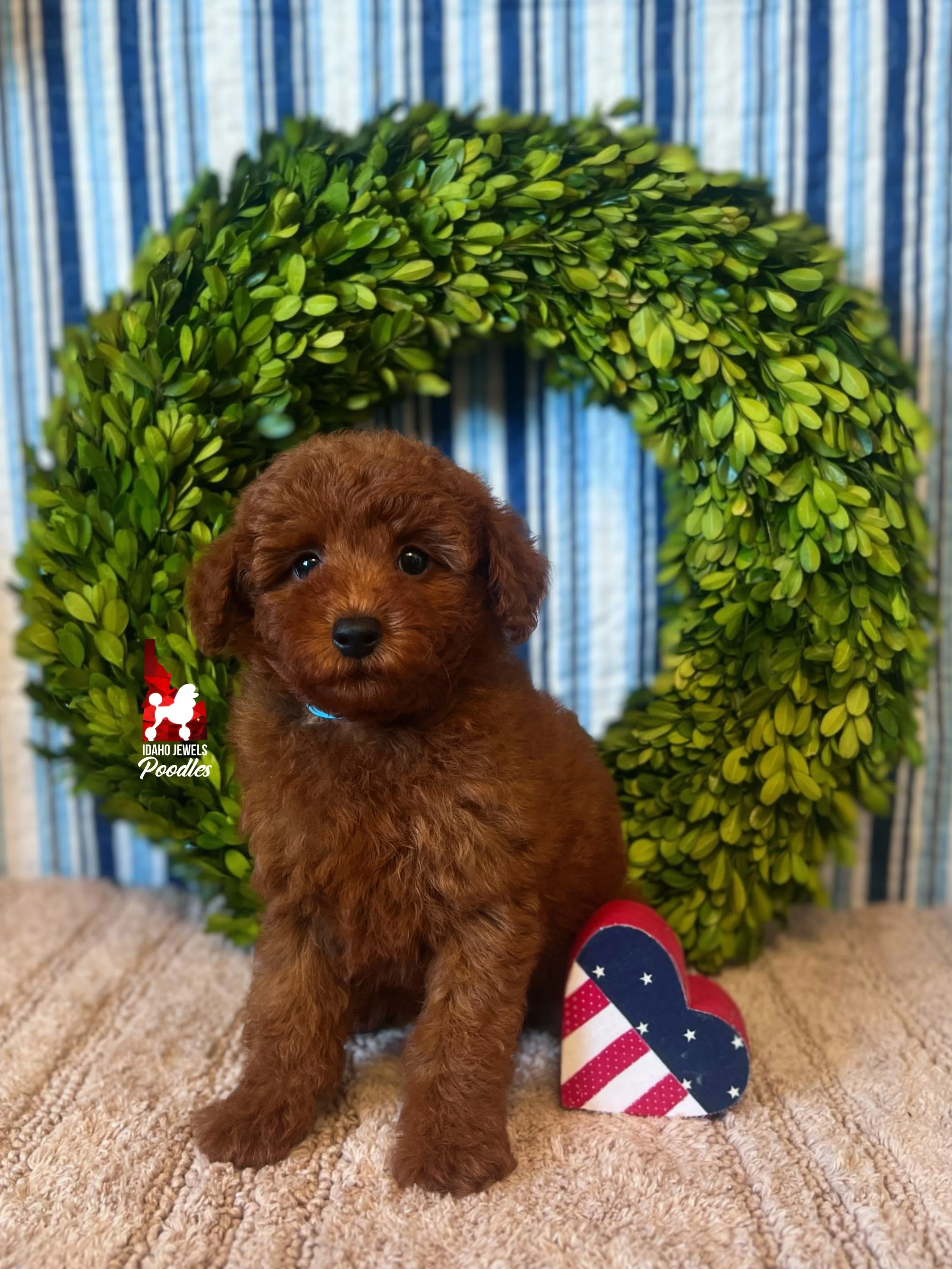 Asher - 8 wks-2.jpg