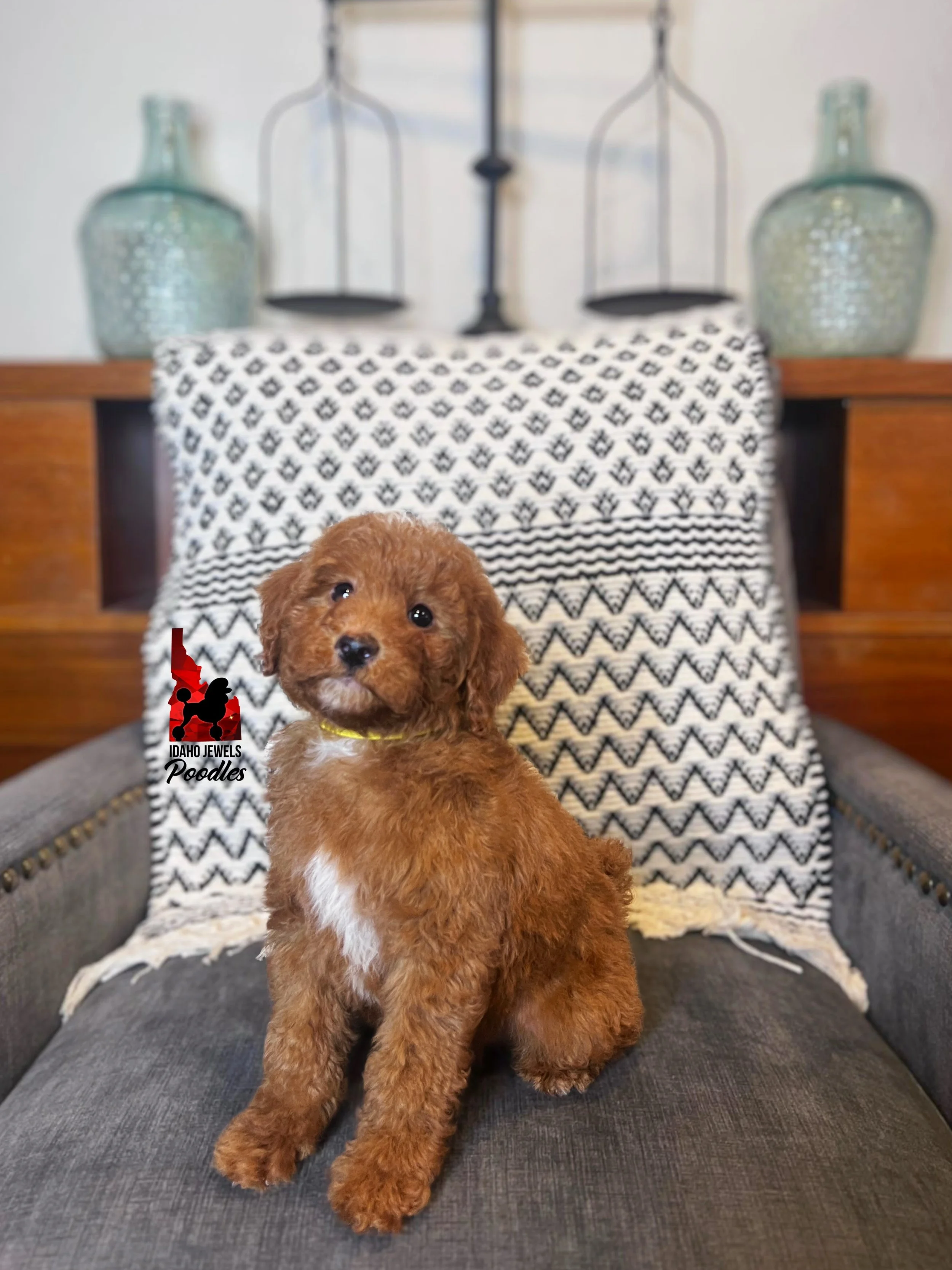 Pluto - 8 wks-2.jpg