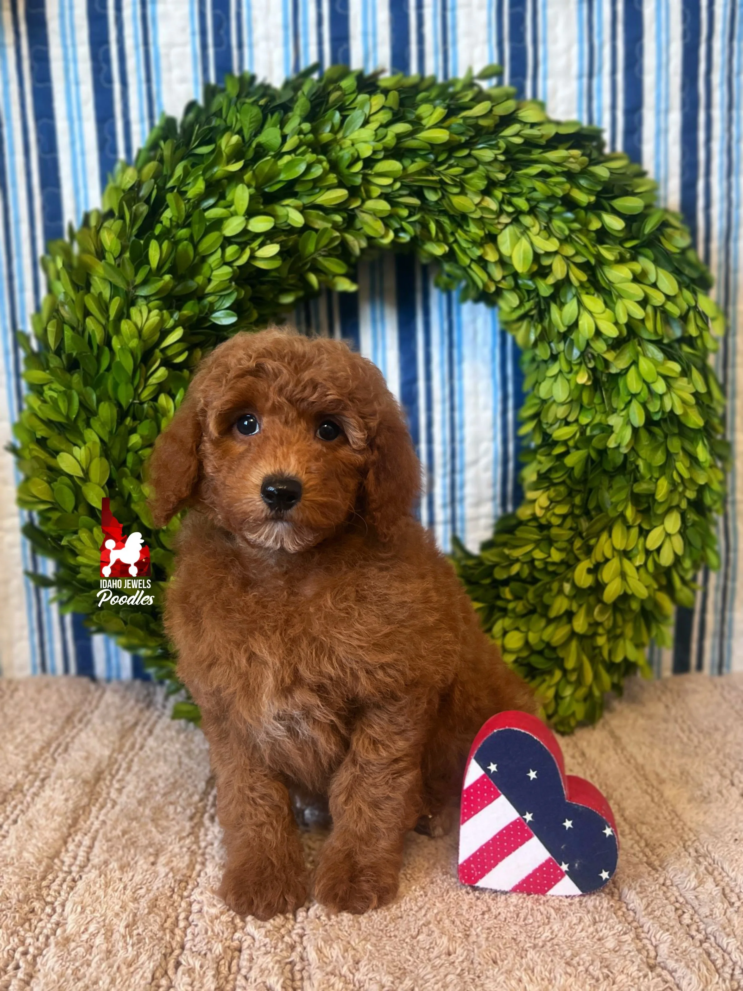 Ava - 8 wks - 2.jpg