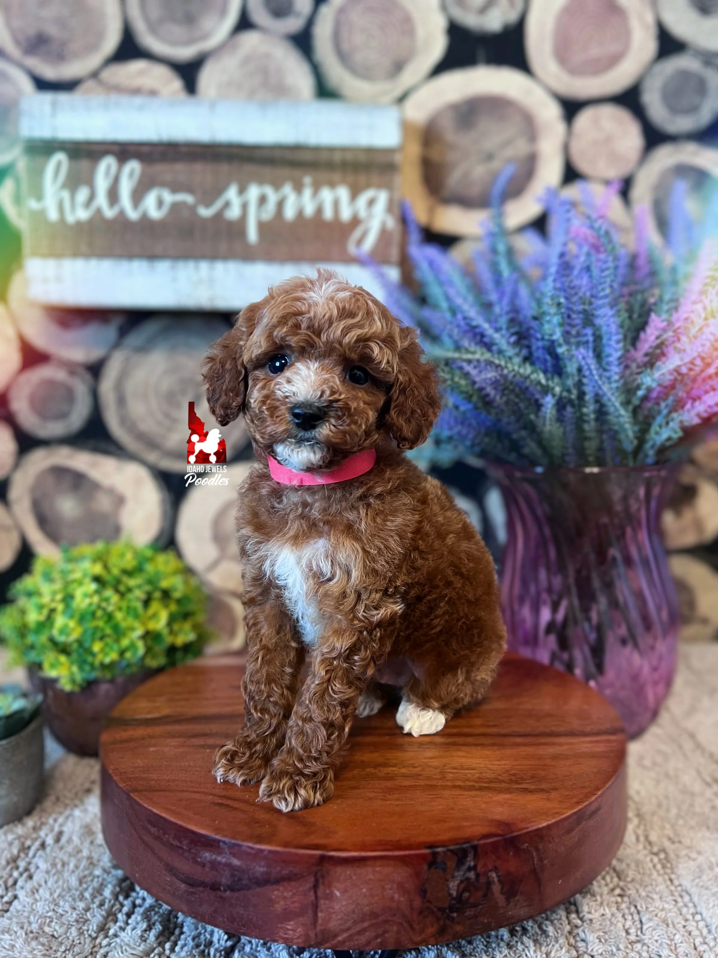 Lincoln - 8 wks.jpg