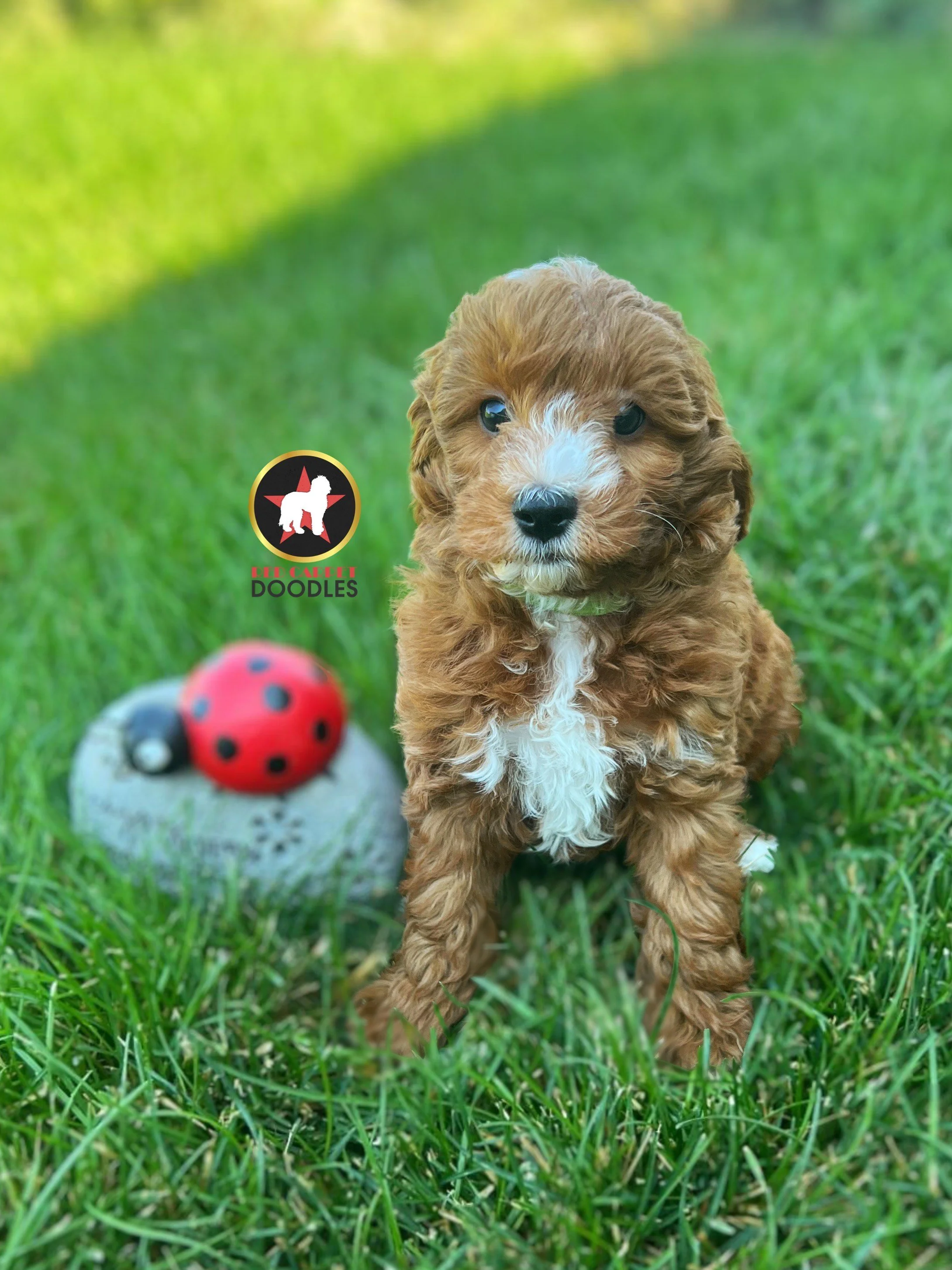 Charlie - 8 wks.jpeg
