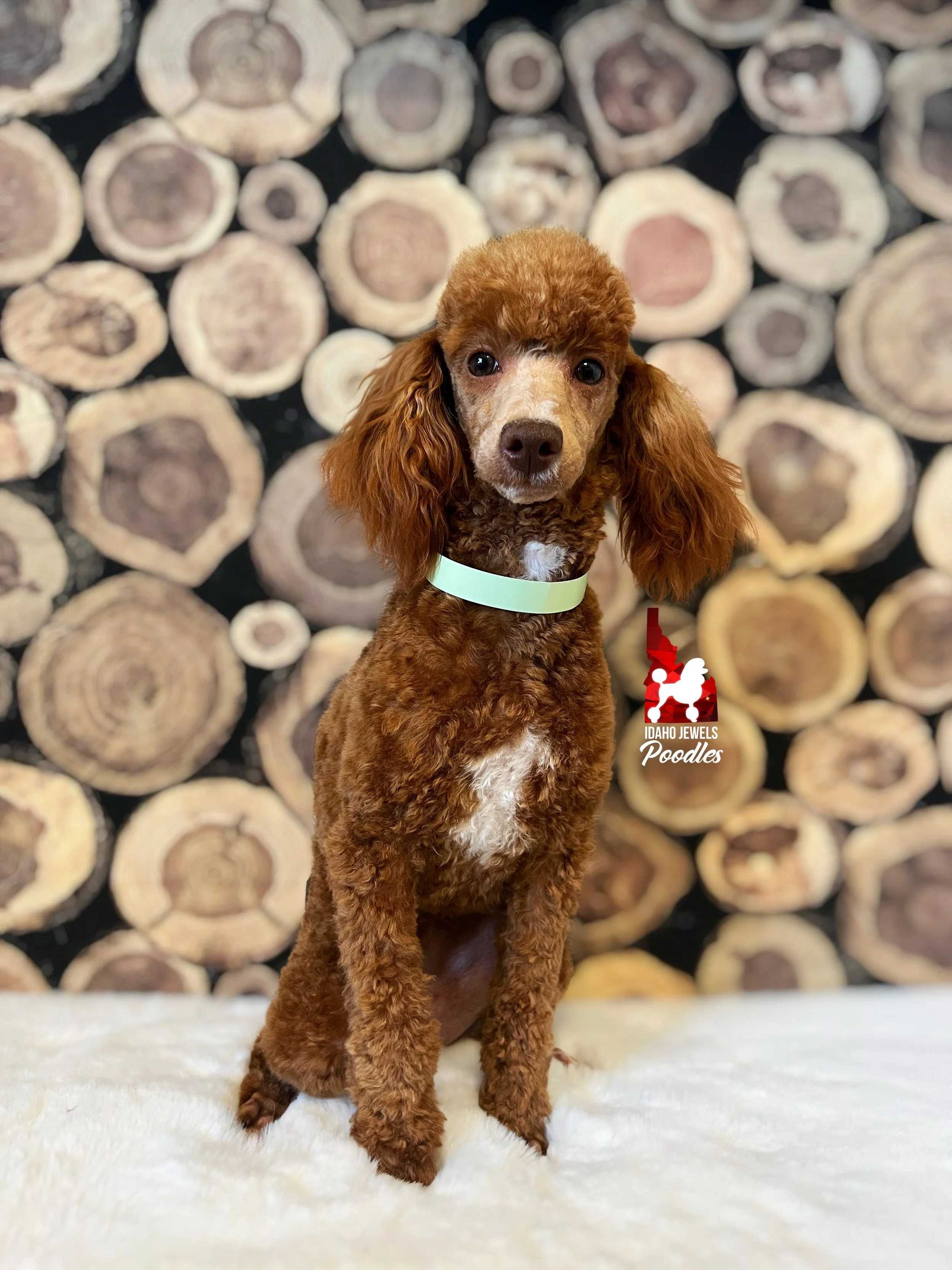 Lilo - Aug 2025 (1).jpeg