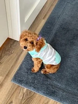 Junebug Dodger now owned by Shannon Dewar 3.jpeg